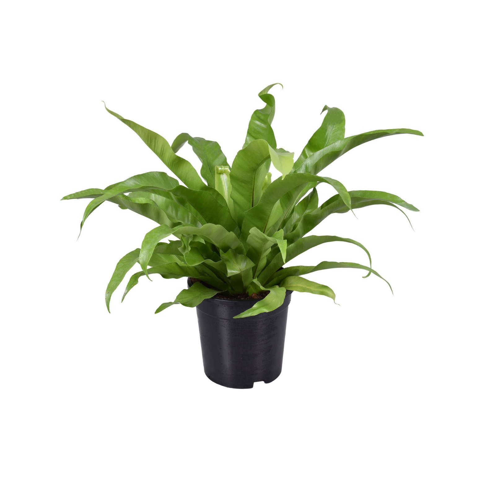 ASPLENIUM ANTIQUUM Zanokcica stara