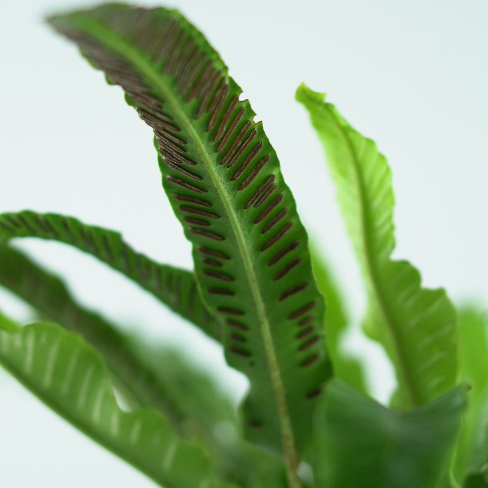 ASPLENIUM SCOLOPENDRIUM Języcznik zwyczajny