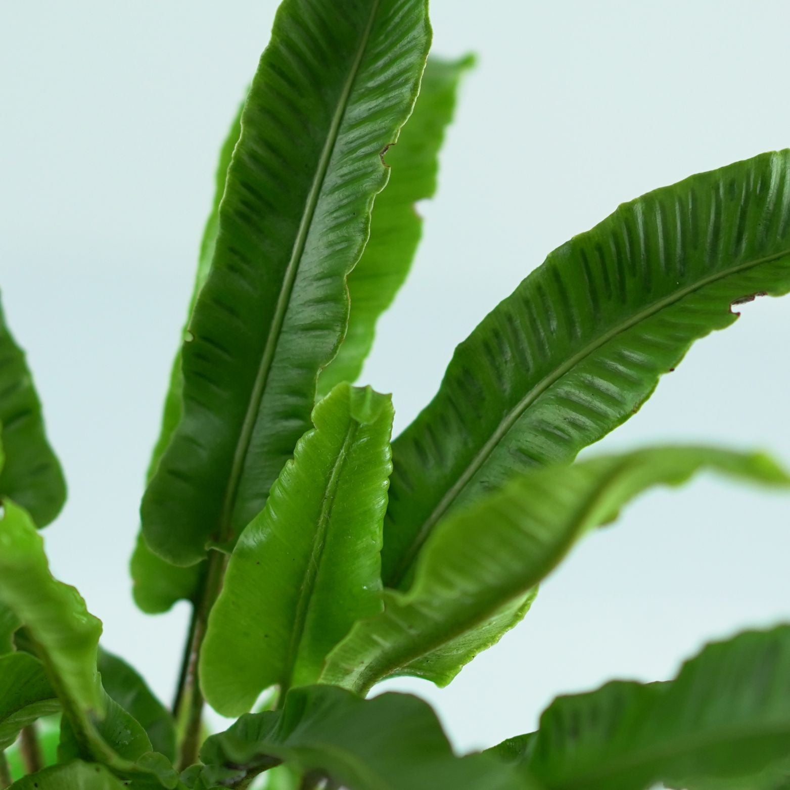 ASPLENIUM SCOLOPENDRIUM Języcznik zwyczajny