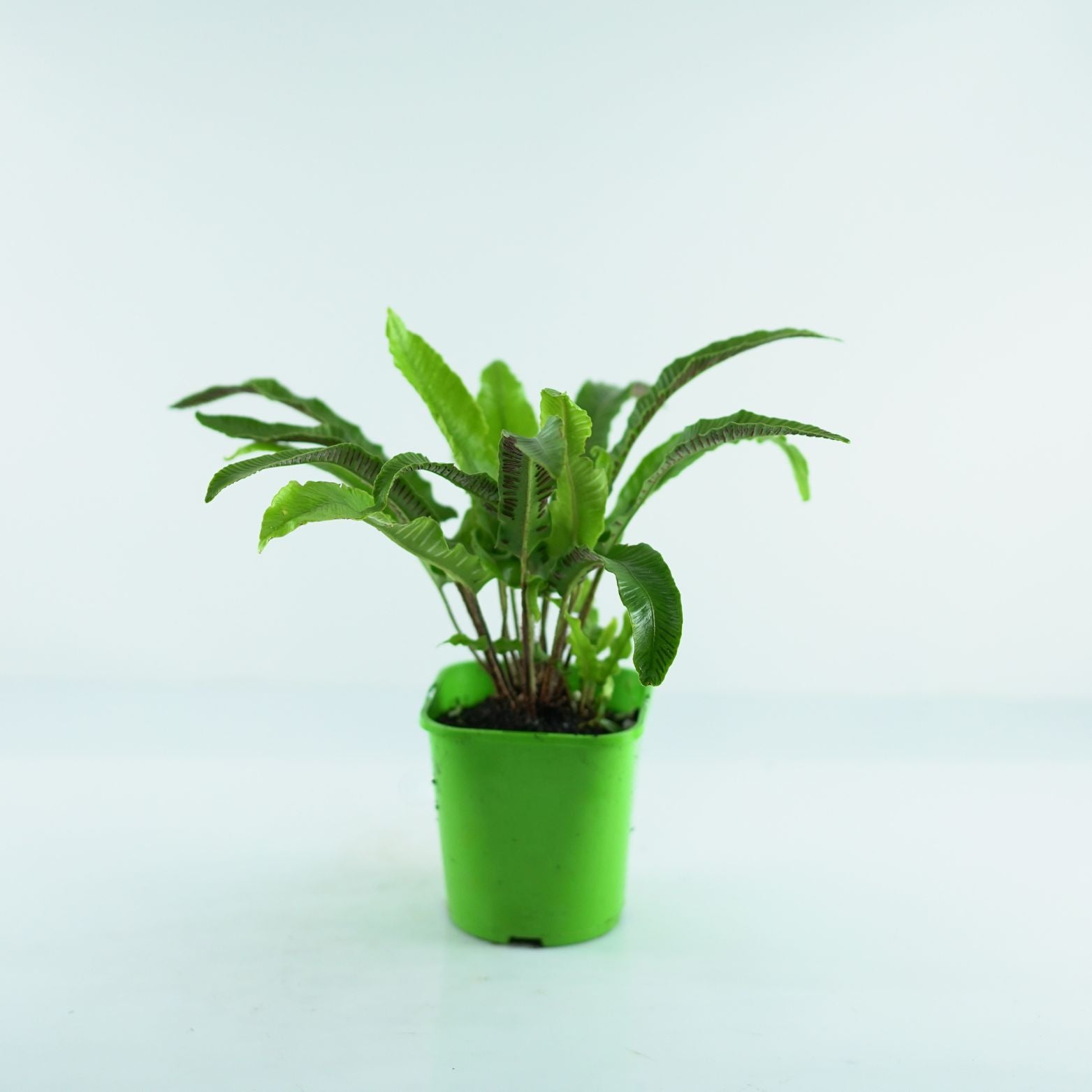 ASPLENIUM SCOLOPENDRIUM Języcznik zwyczajny