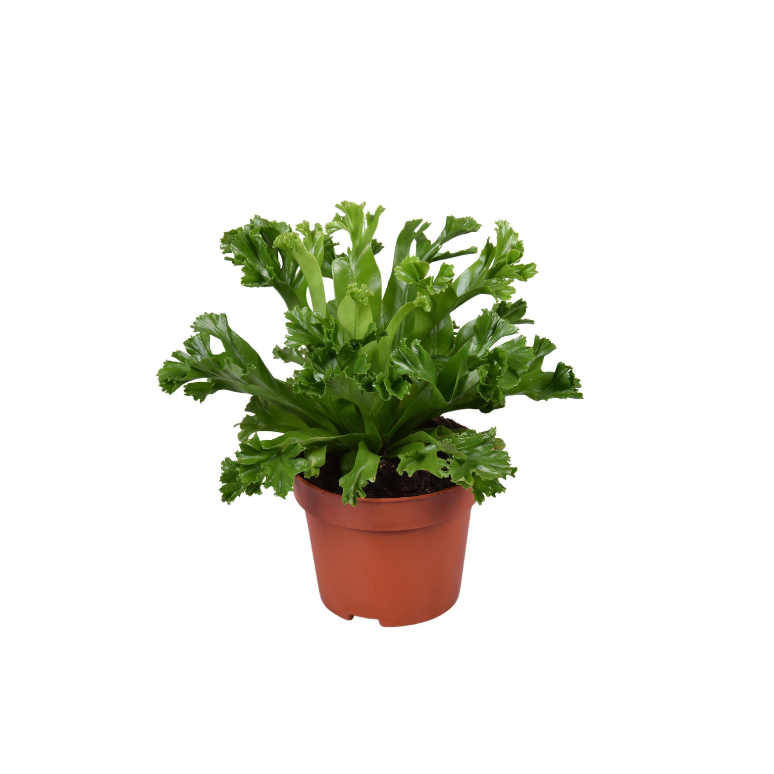 ASPLENIUM ANTIQUUM 'LESLIE' Zanokcica stara