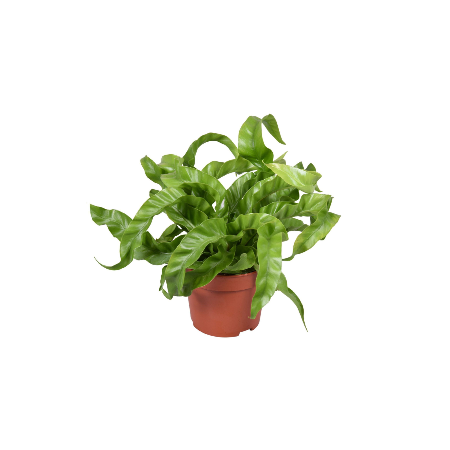 ASPLENIUM ANTIQUUM 'HURRICANE' Zanokcica stara