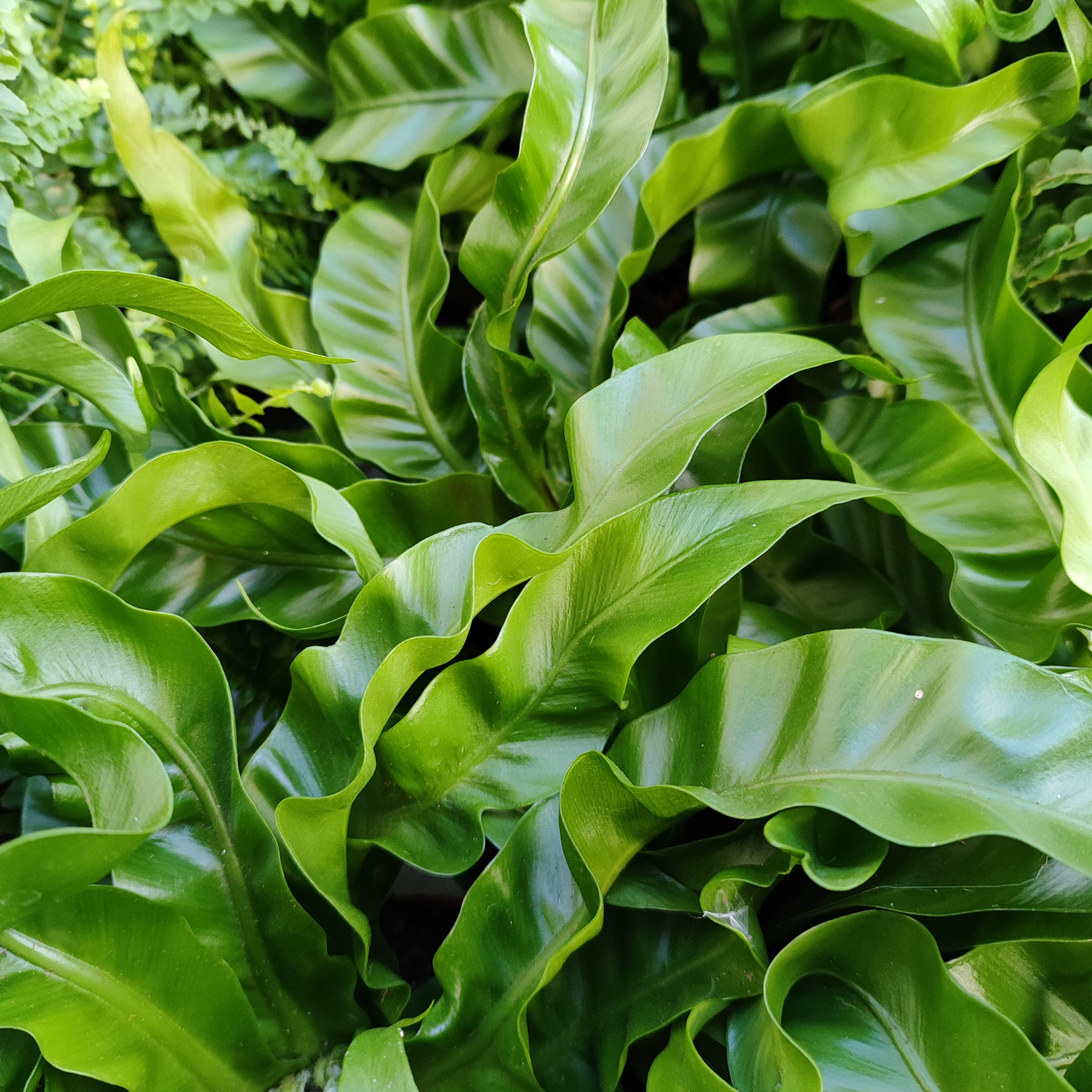ASPLENIUM ANTIQUUM 'HURRICANE' Zanokcica stara