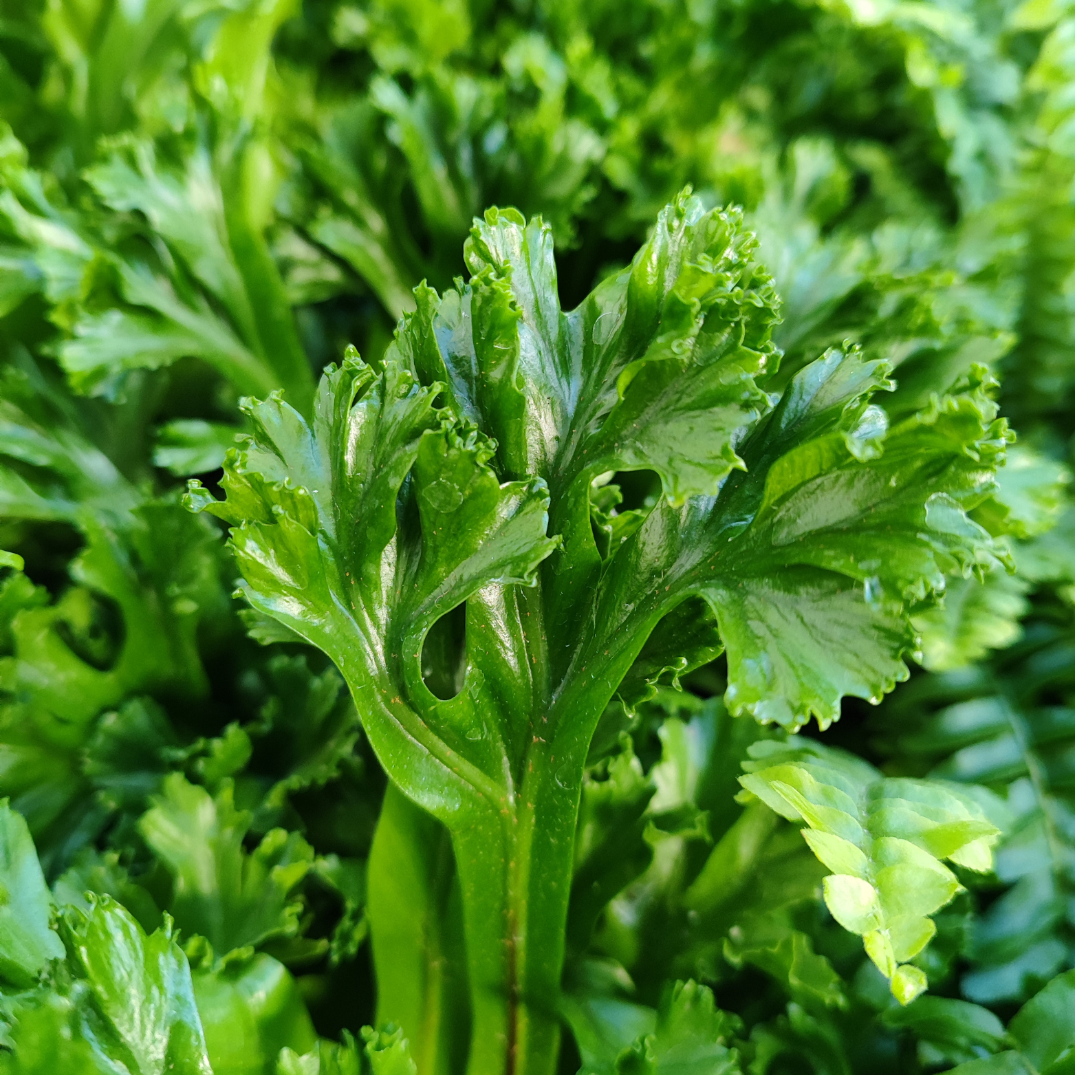 ASPLENIUM ANTIQUUM 'LESLIE' Zanokcica stara