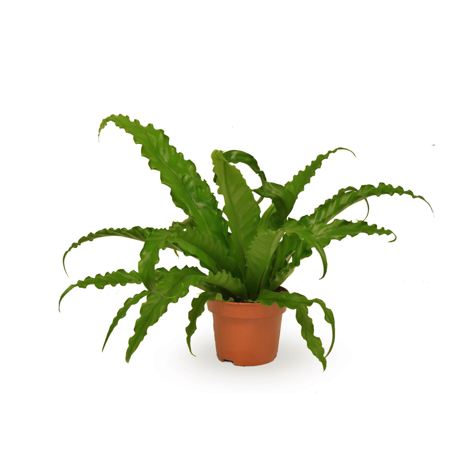 ASPLENIUM ANTIQUUM 'OSAKA' Zanokcica stara