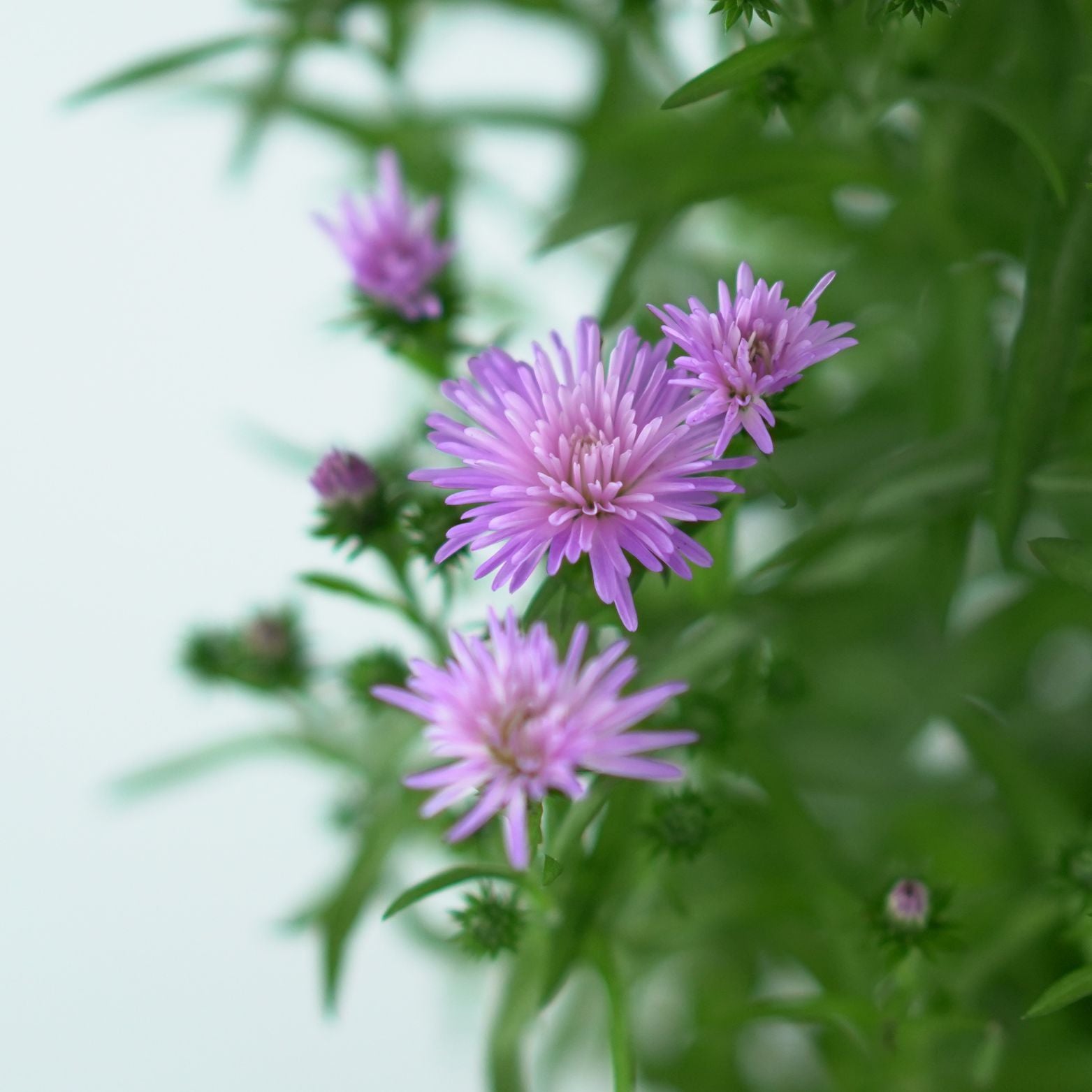 ASTER NOVI BELGII 'Showmakers' Aster Belgijski