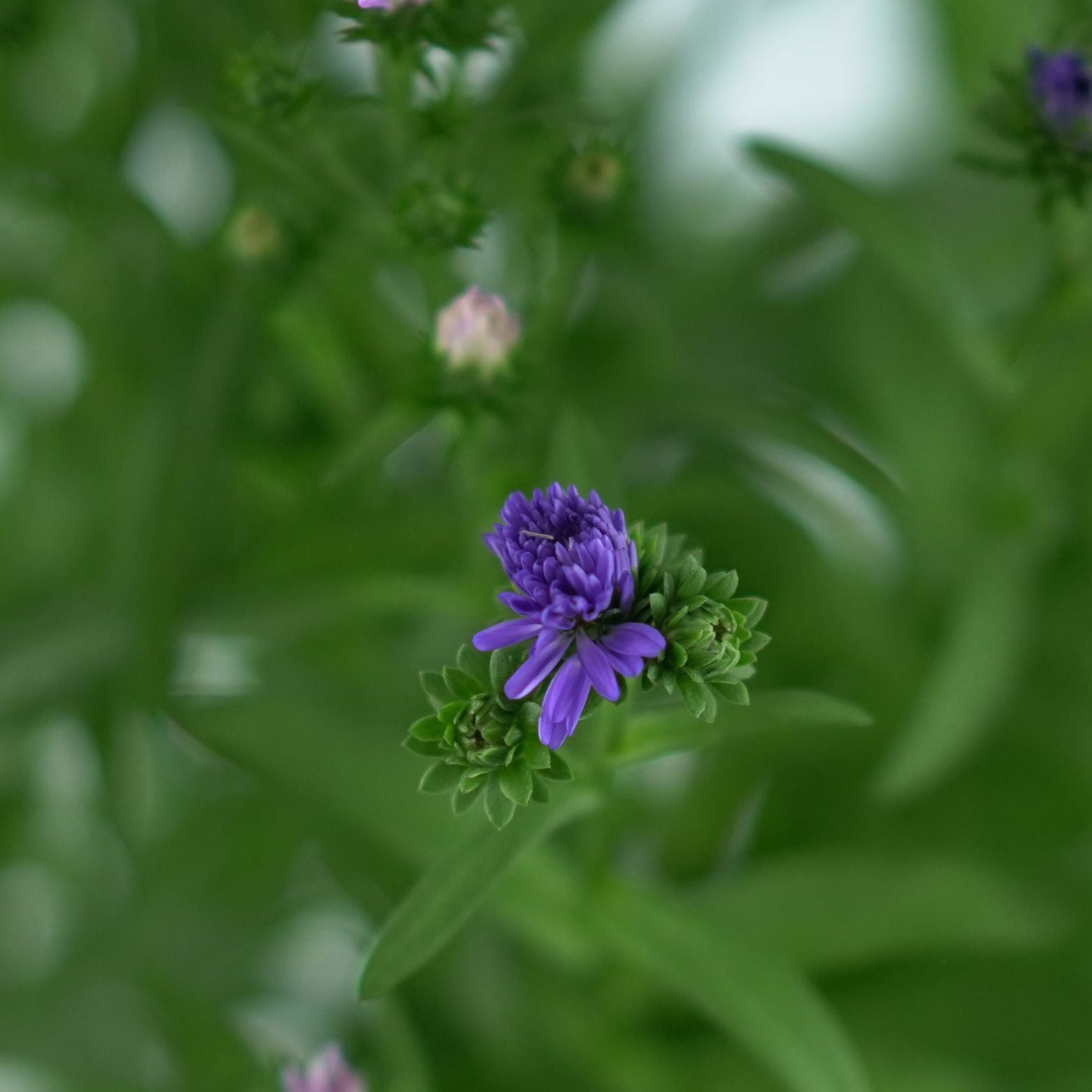 ASTER NOVI BELGII 'Showmakers' Aster Belgijski