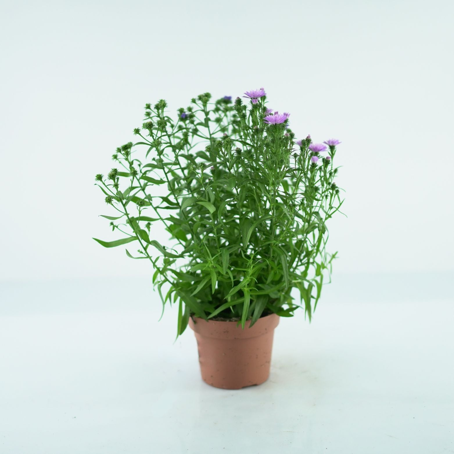 ASTER NOVI BELGII 'Showmakers' Aster Belgijski