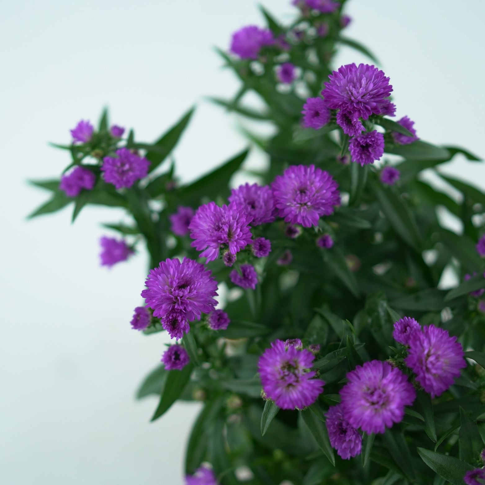 ASTER NOVI BELGII 'Magic' Aster Belgijski