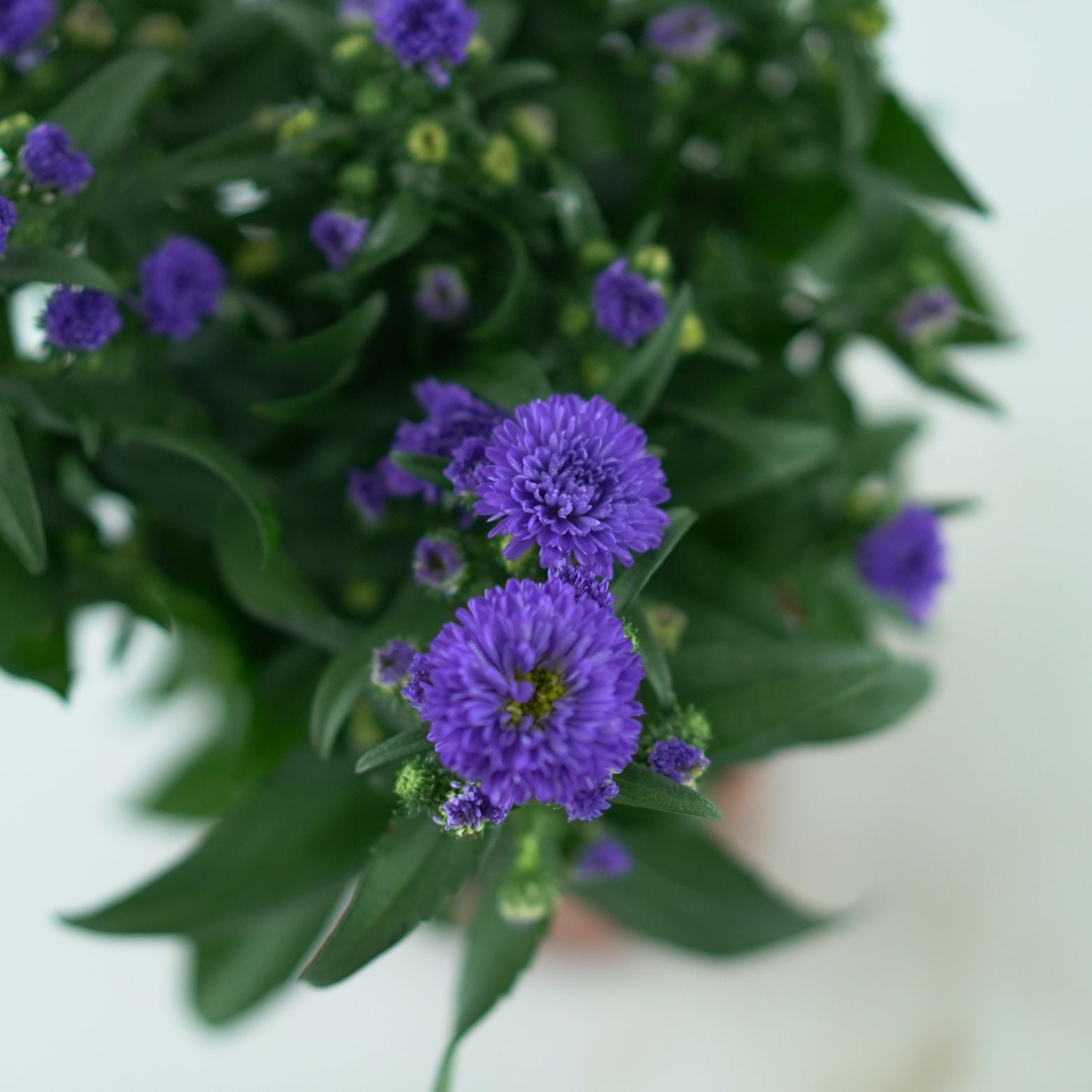 ASTER NOVI BELGII 'Magic' Aster Belgijski