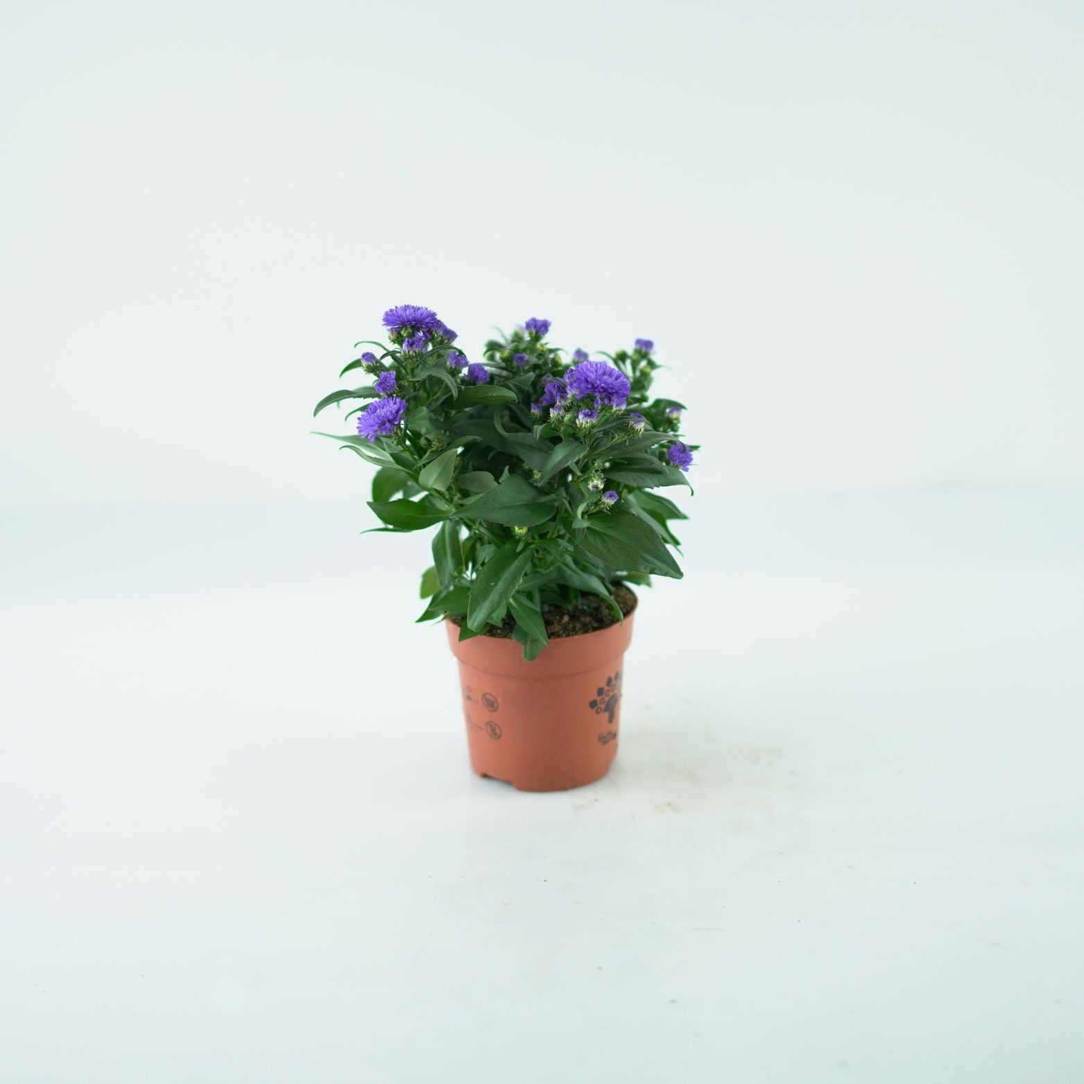 ASTER NOVI BELGII 'Magic' Aster Belgijski