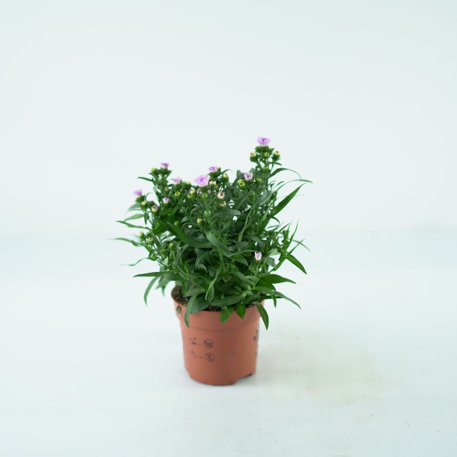 ASTER NOVI BELGII 'Magic' Aster Belgijski