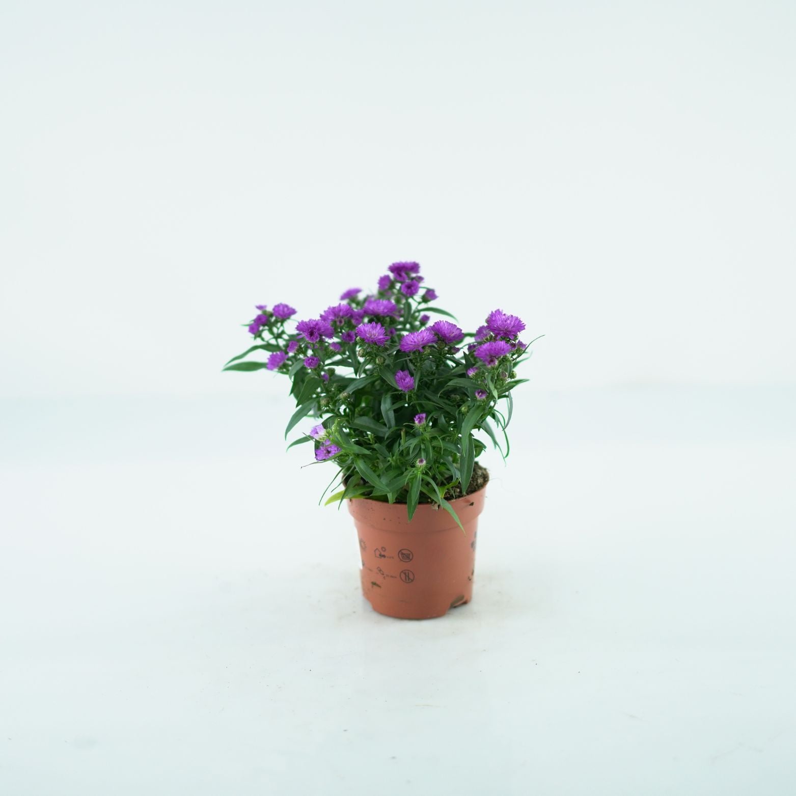 ASTER NOVI BELGII 'Magic' Aster Belgijski