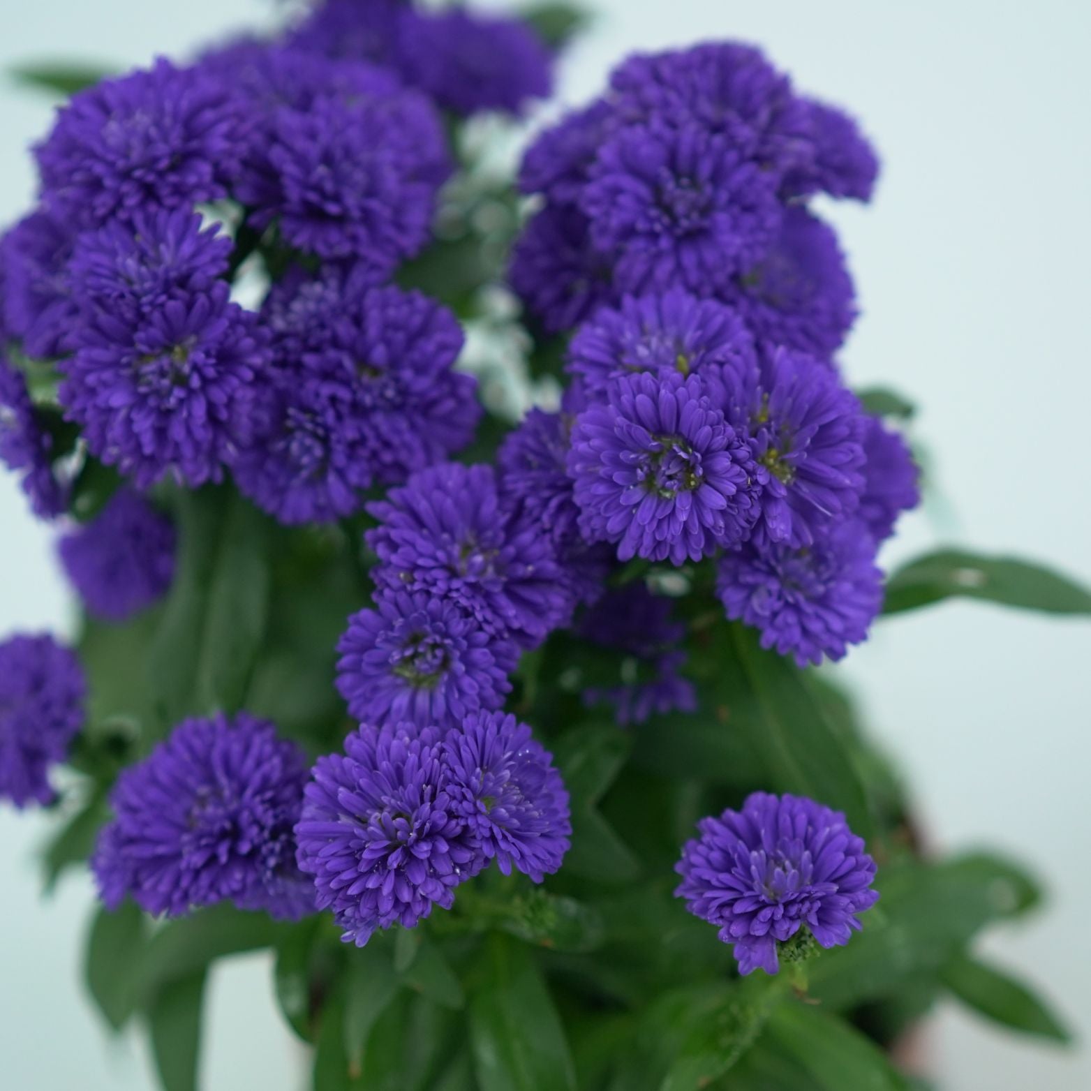 ASTER NOVI BELGII 'STARLETTA' Aster Belgijski