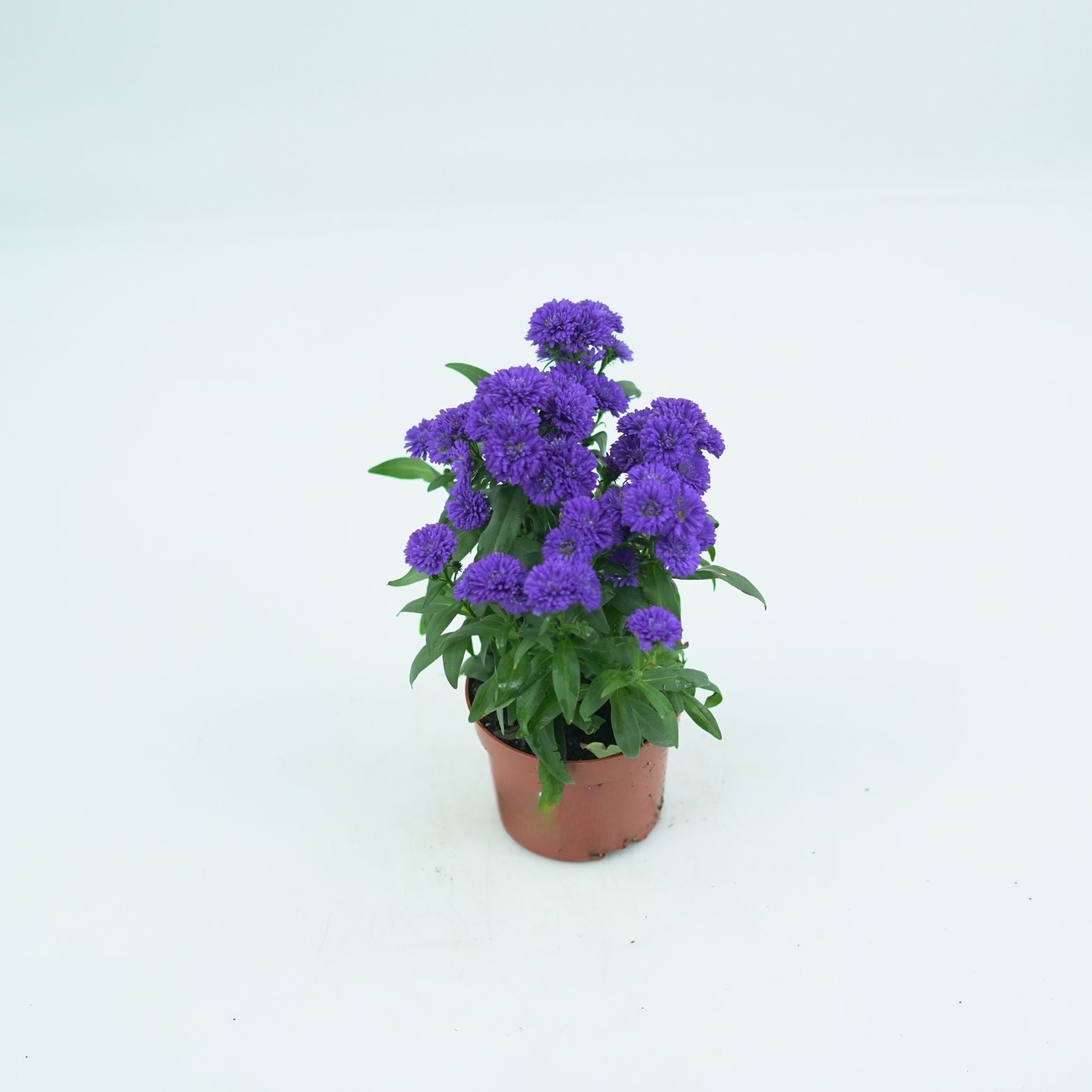 ASTER NOVI BELGII 'STARLETTA' Aster Belgijski