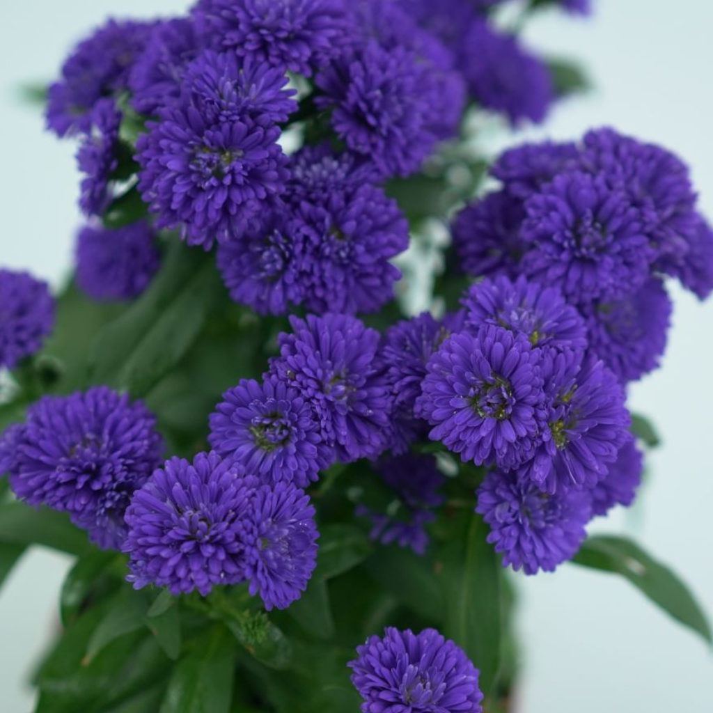 ASTER NOVI BELGII 'STARLETTA' Aster Belgijski