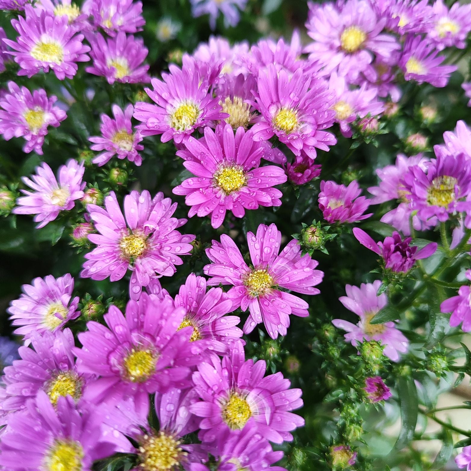 ASTER NOVI BELGII 'STARLETTA' Aster Belgijski