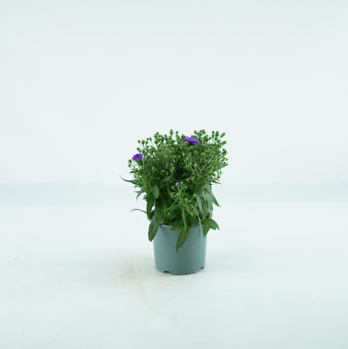 ASTER NOVI BELGII 'STARLETTA' Aster Belgijski