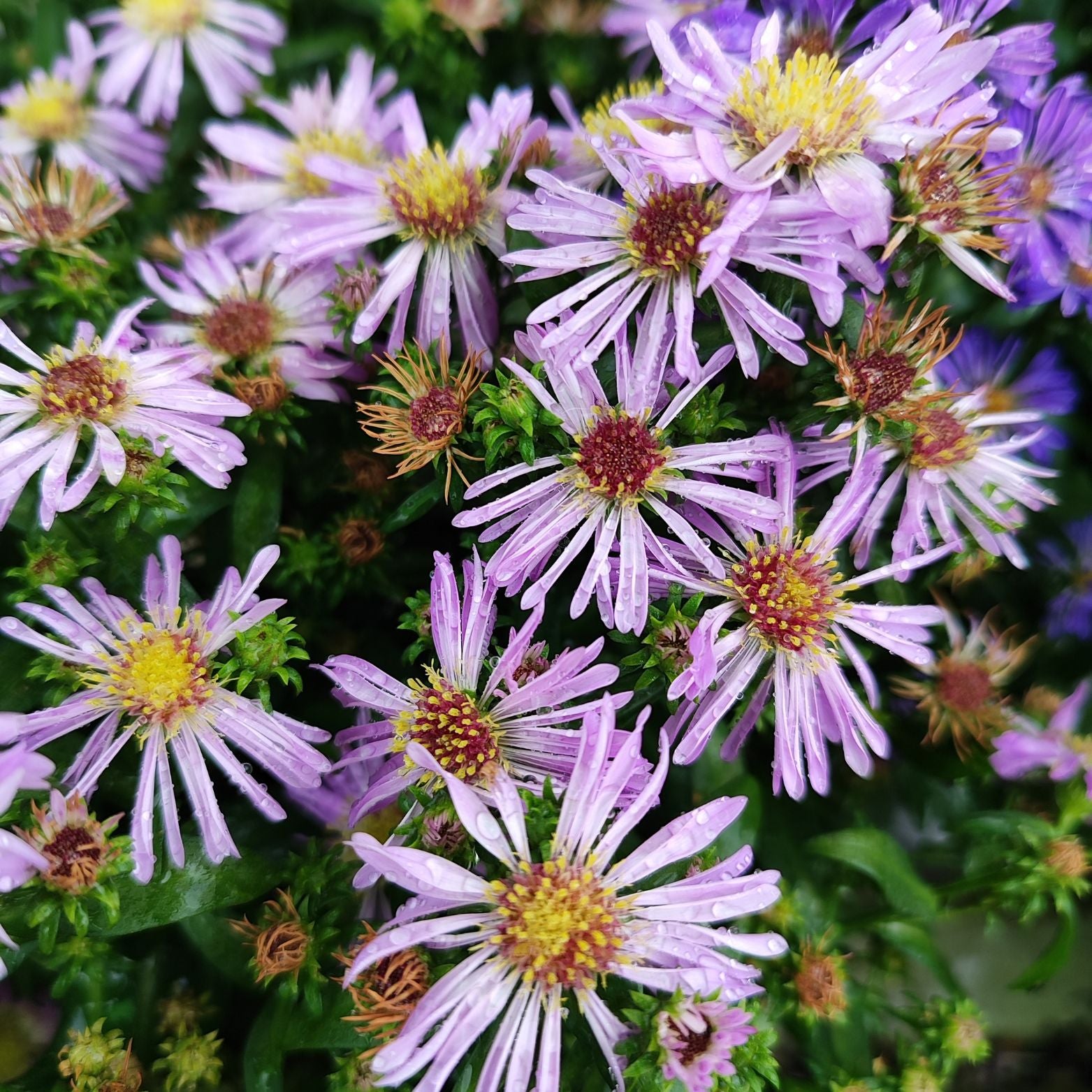 ASTER NOVI BELGII 'STARLETTA' Aster Belgijski