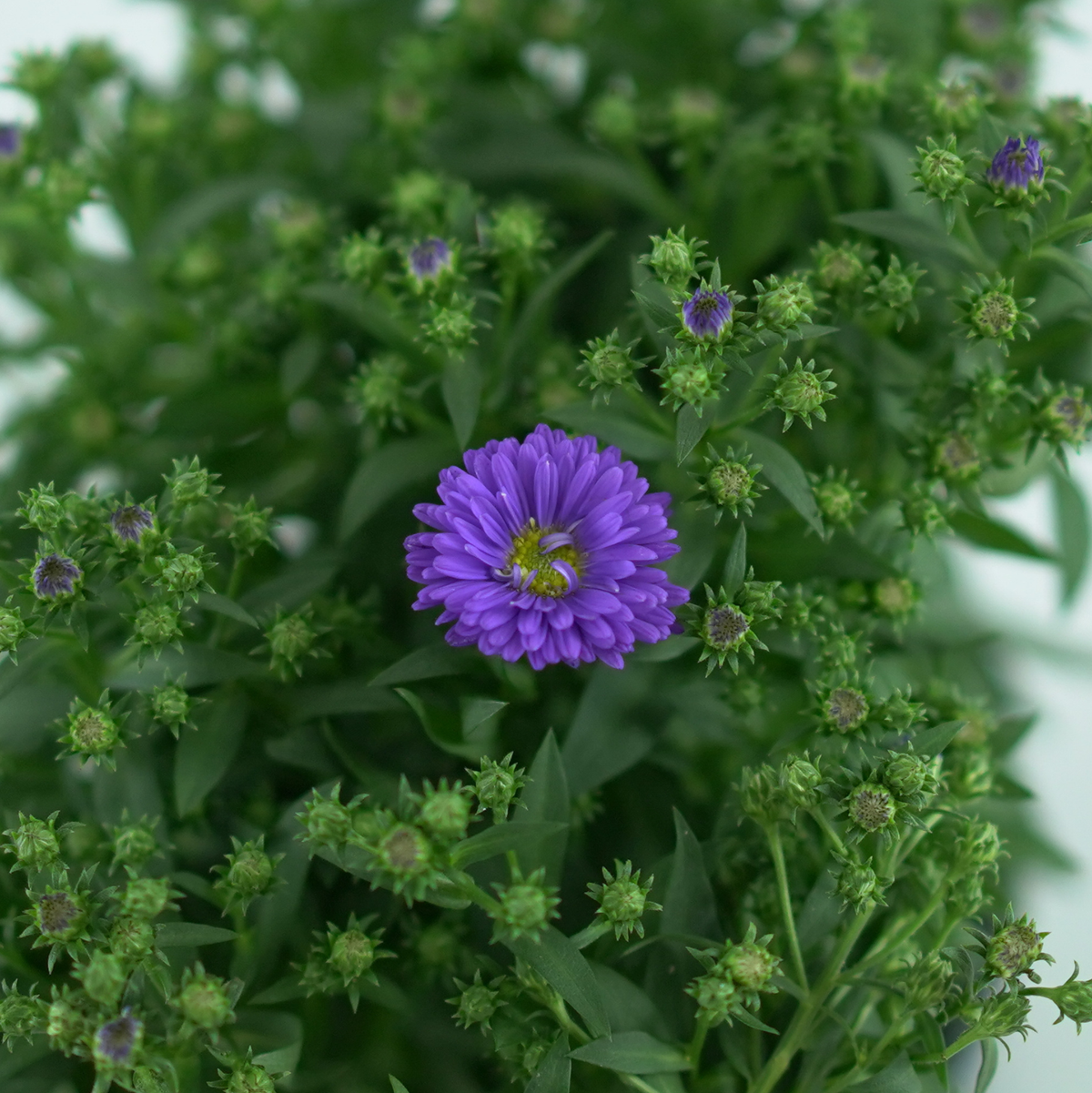 ASTER NOVI BELGII 'STARLETTA' Aster Belgijski