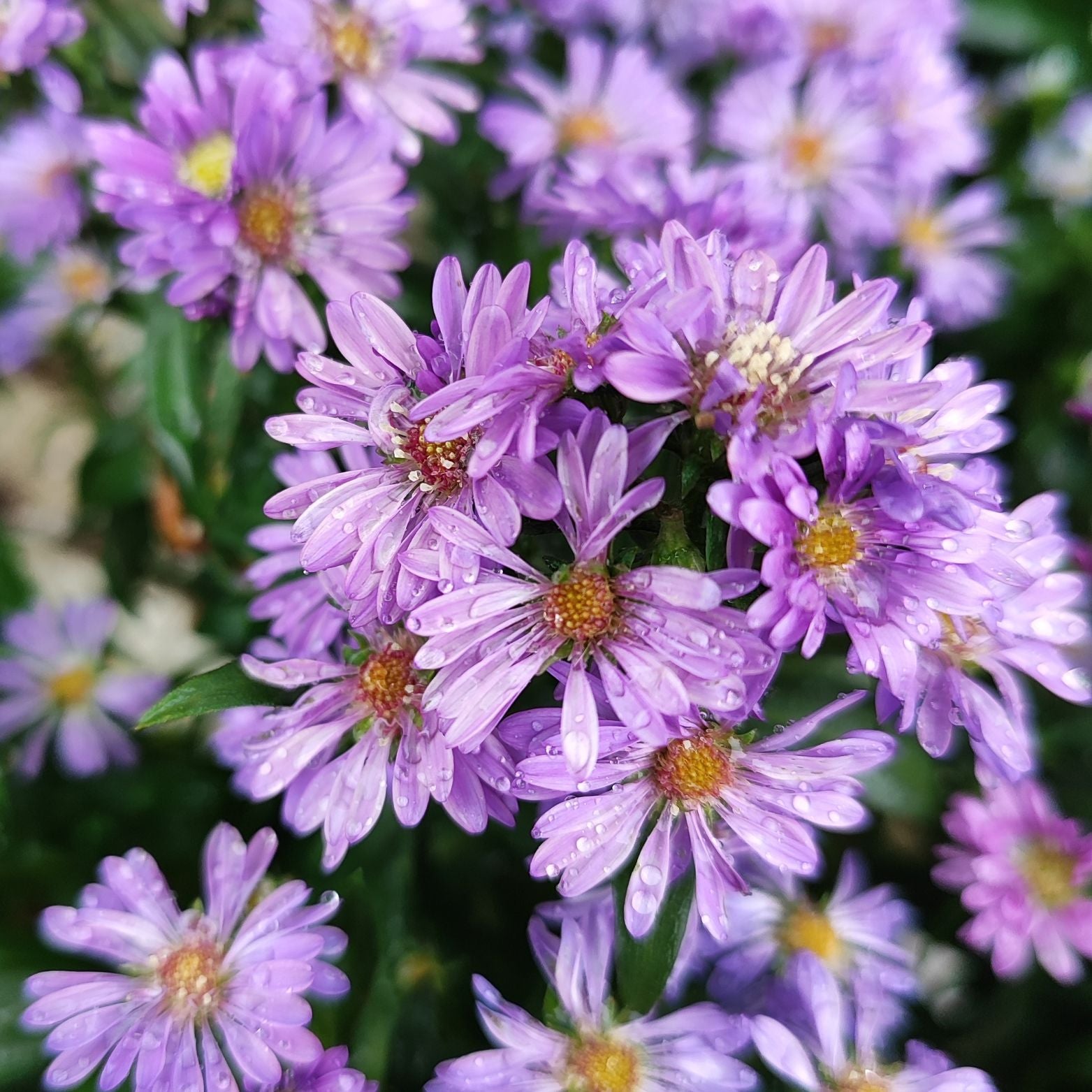 ASTER NOVI BELGII 'STARLETTA' Aster Belgijski