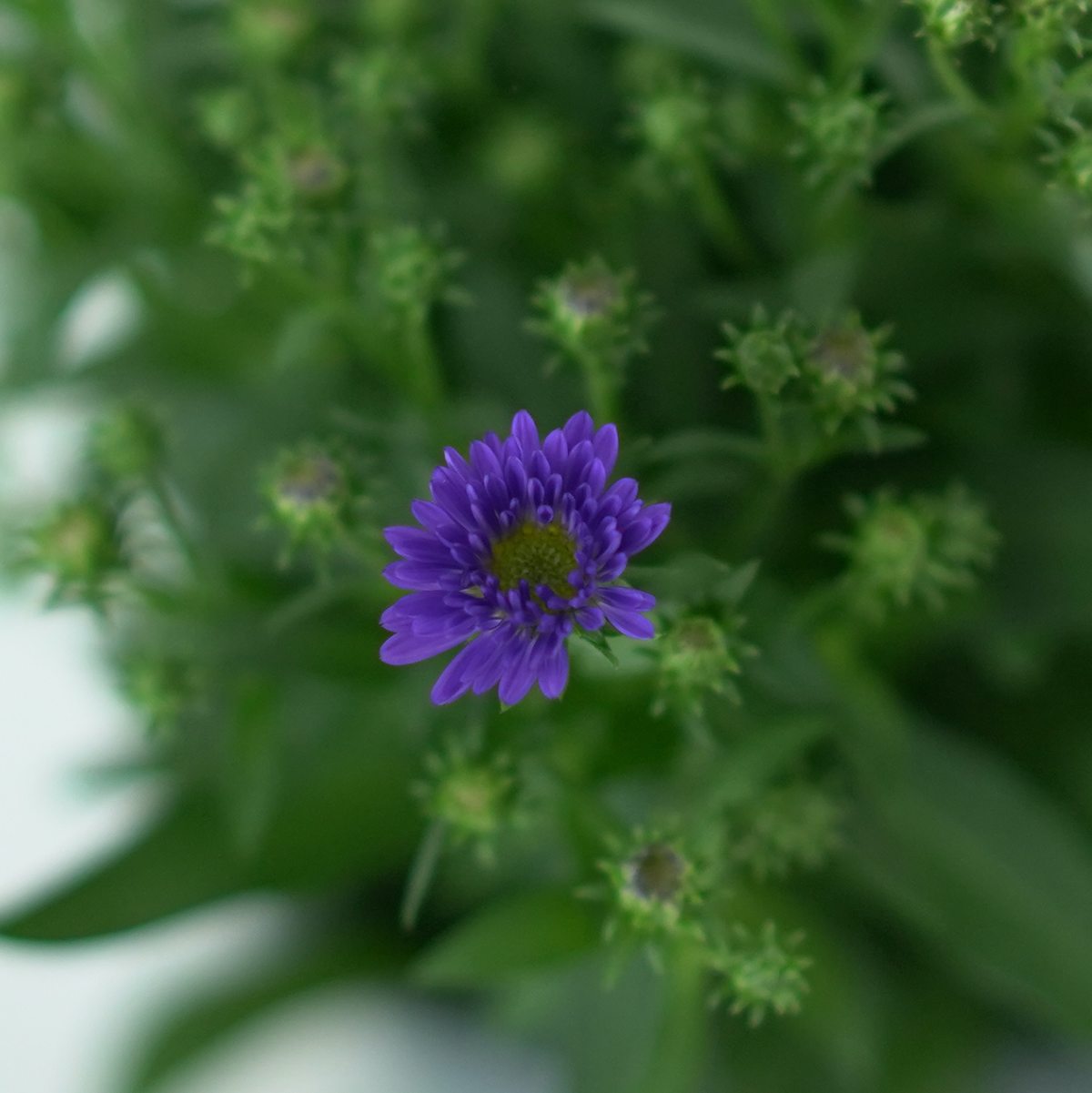 ASTER NOVI BELGII 'STARLETTA' Aster Belgijski