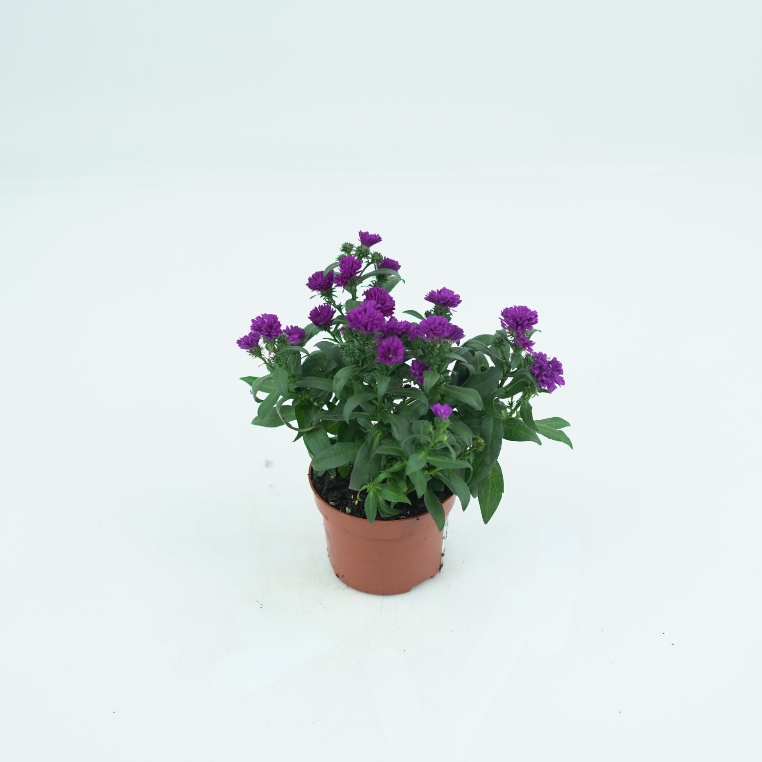 ASTER NOVI BELGII 'STARLETTA' Aster Belgijski