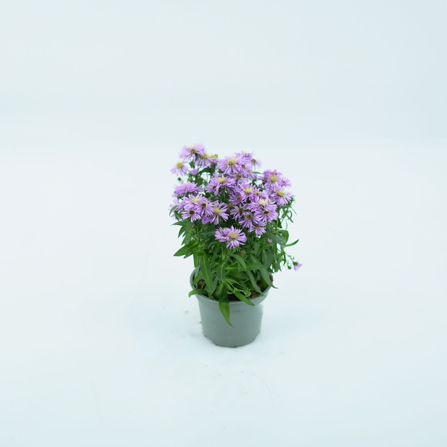 ASTER NOVI BELGII 'STARLETTA' Aster Belgijski