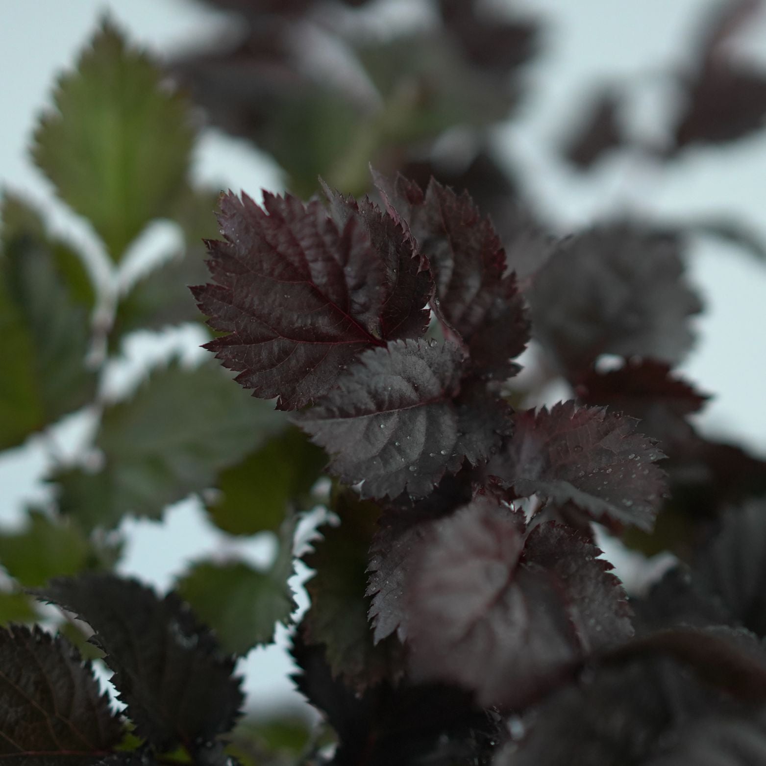ASTILBE 'Dark Side Moon' Tawułka
