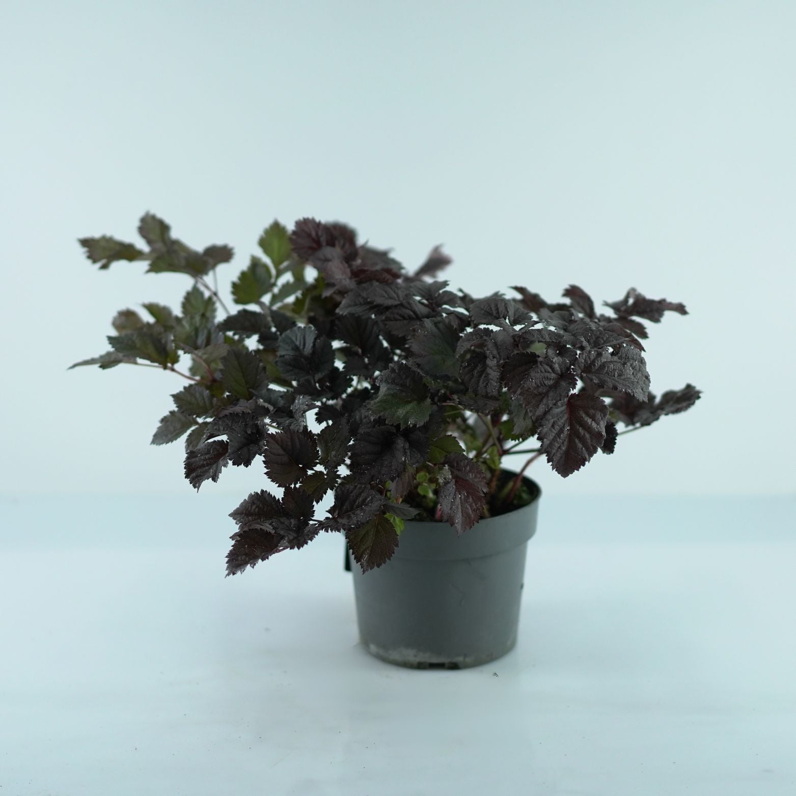 ASTILBE 'Dark Side Moon' Tawułka