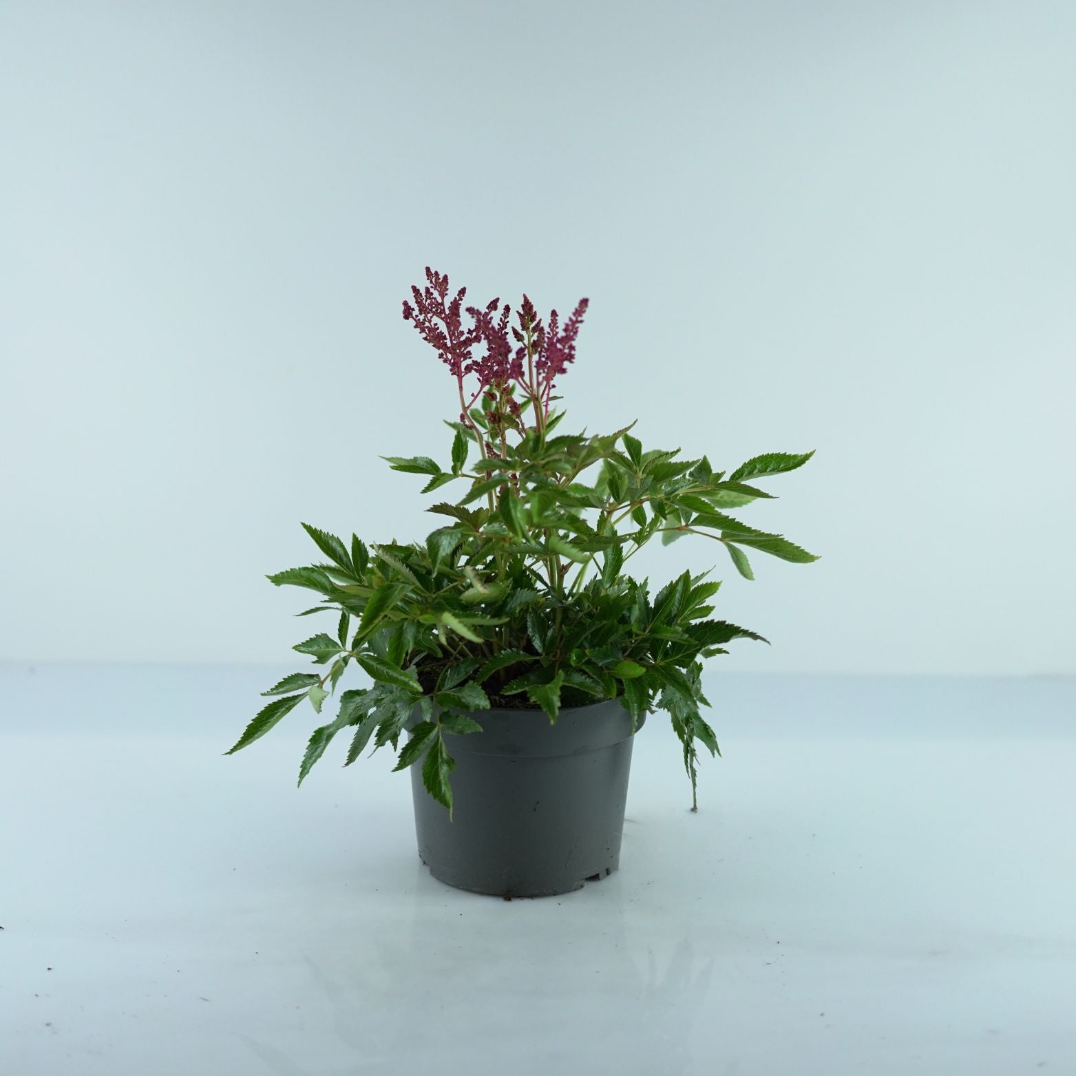 ASTILBE ARENDSII 'Red Shades' Tawułka Arendsa