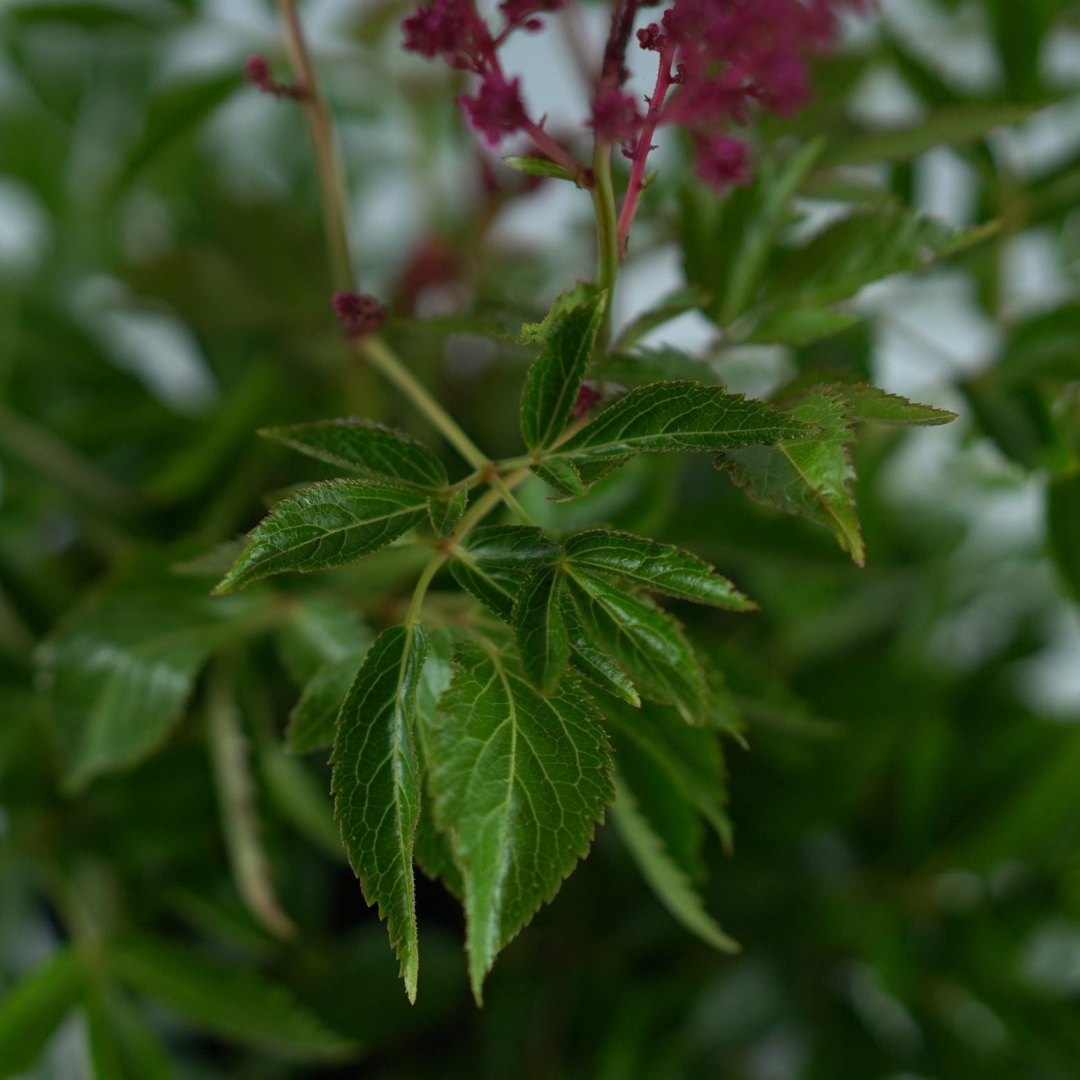 ASTILBE ARENDSII 'Red Shades' Tawułka Arendsa