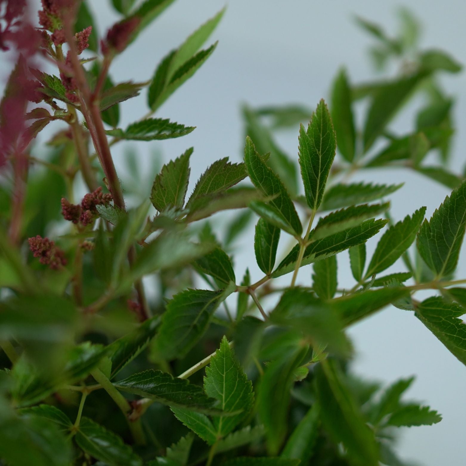ASTILBE ARENDSII 'Red Shades' Tawułka Arendsa