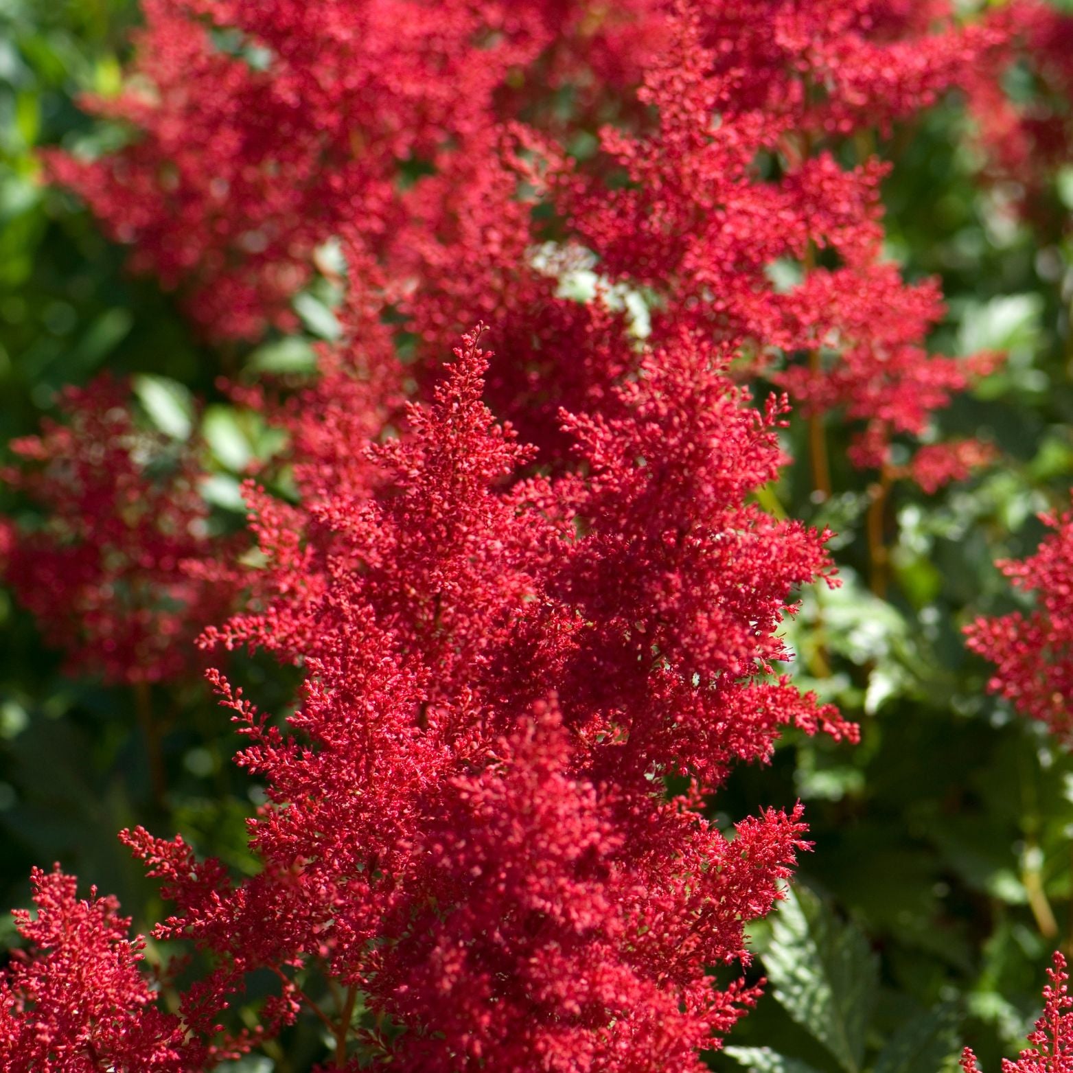 ASTILBE ARENDSII 'Red Shades' Tawułka Arendsa