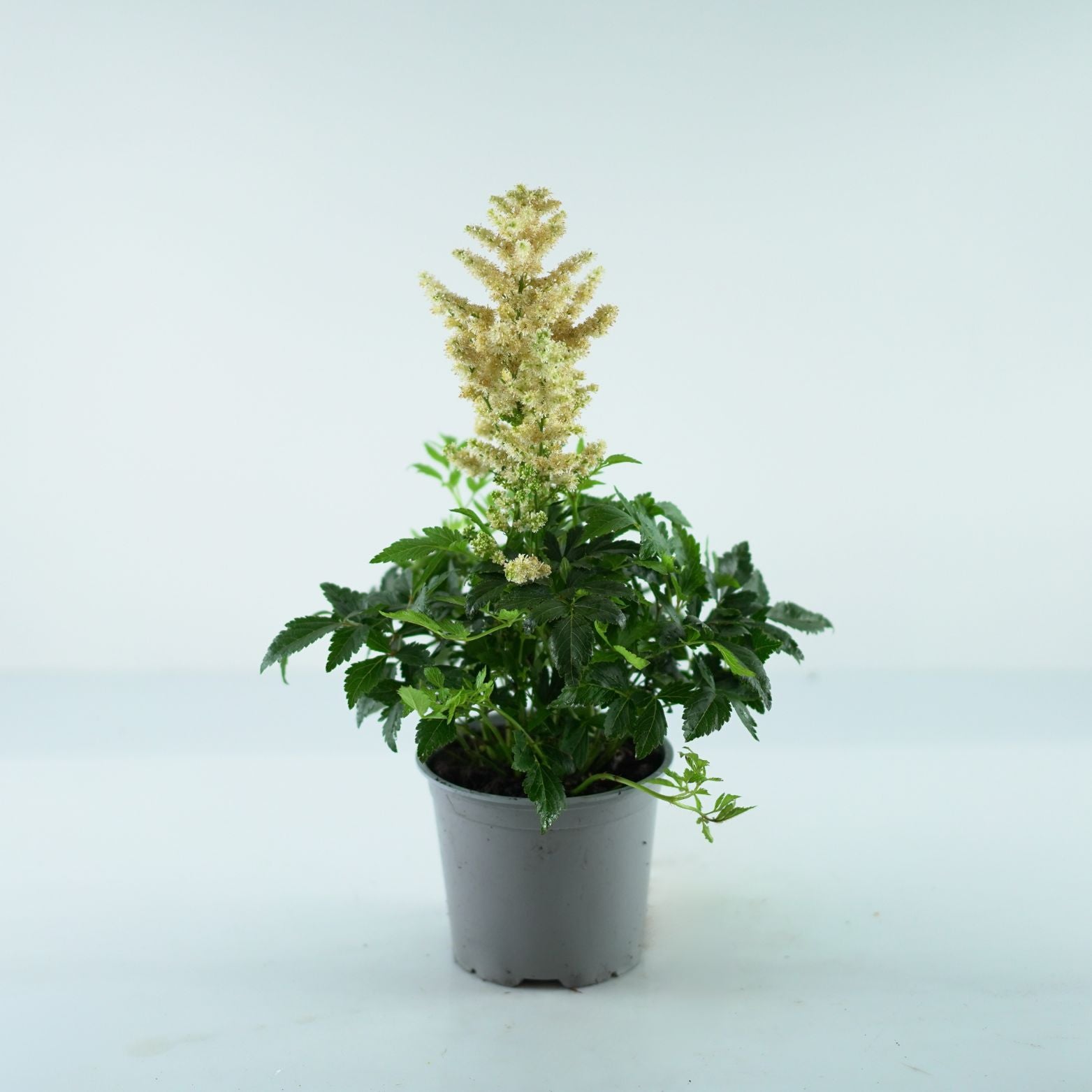 ASTILBE Tawułka
