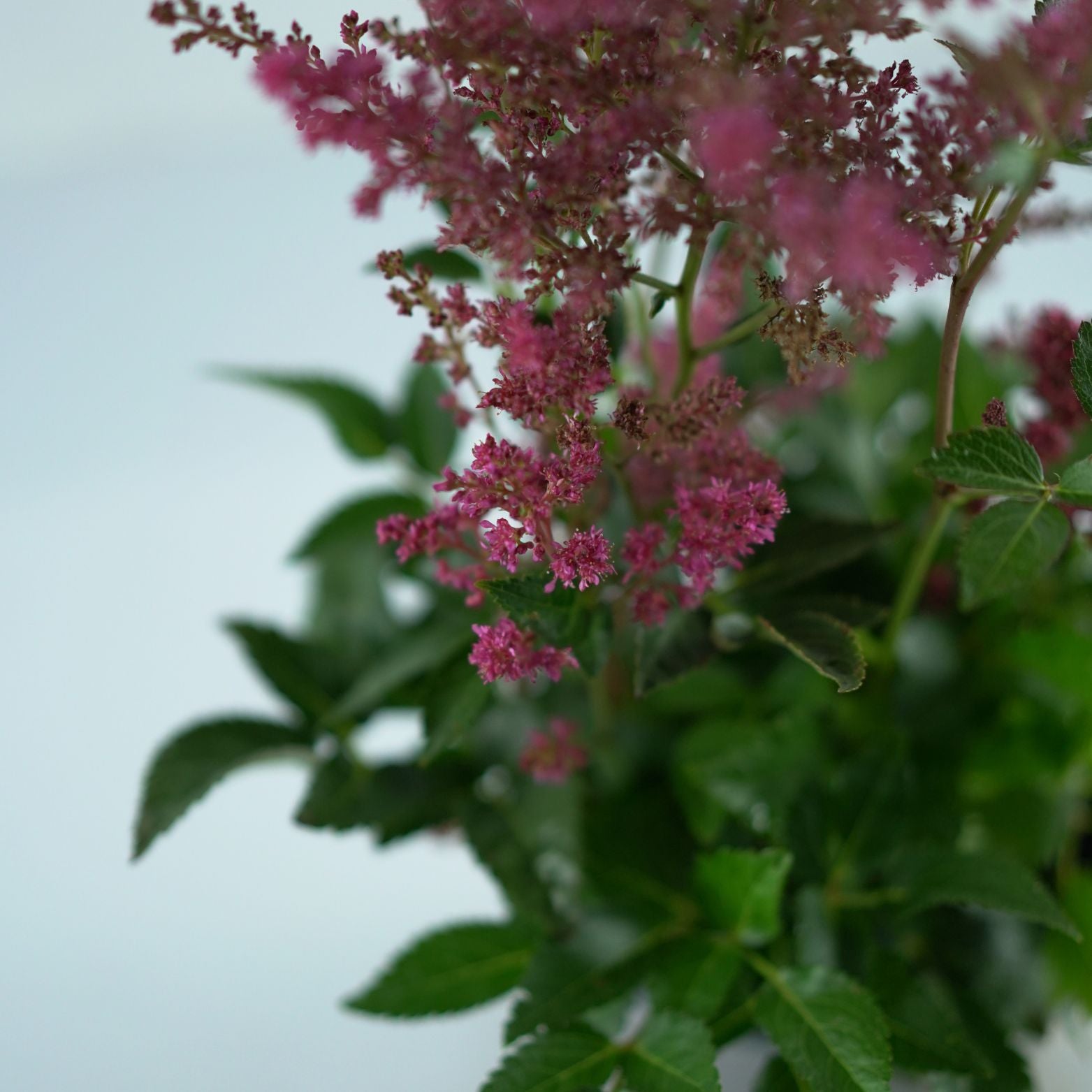 ASTILBE Tawułka