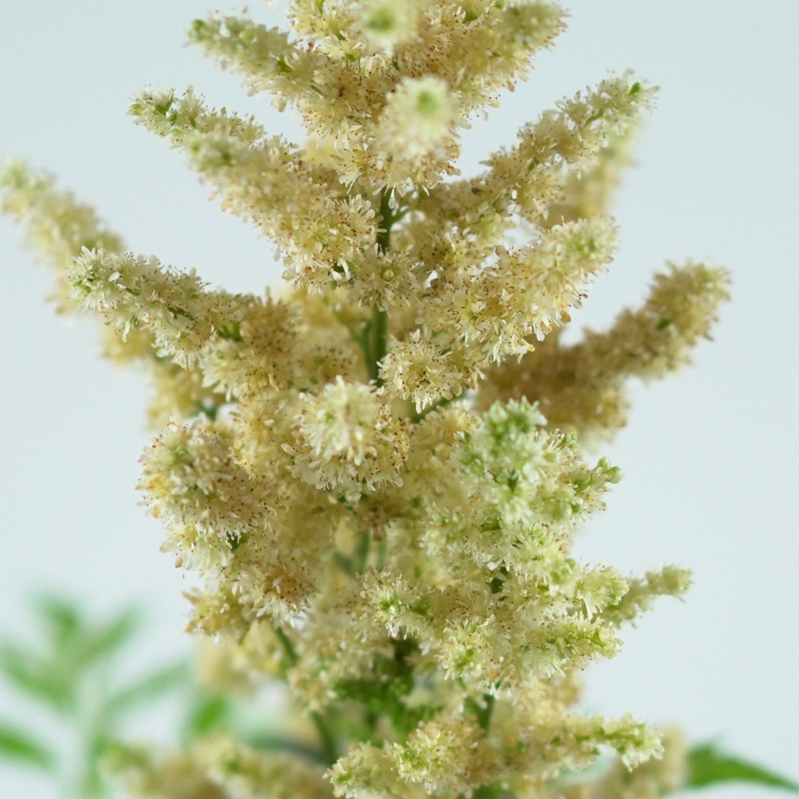 ASTILBE Tawułka
