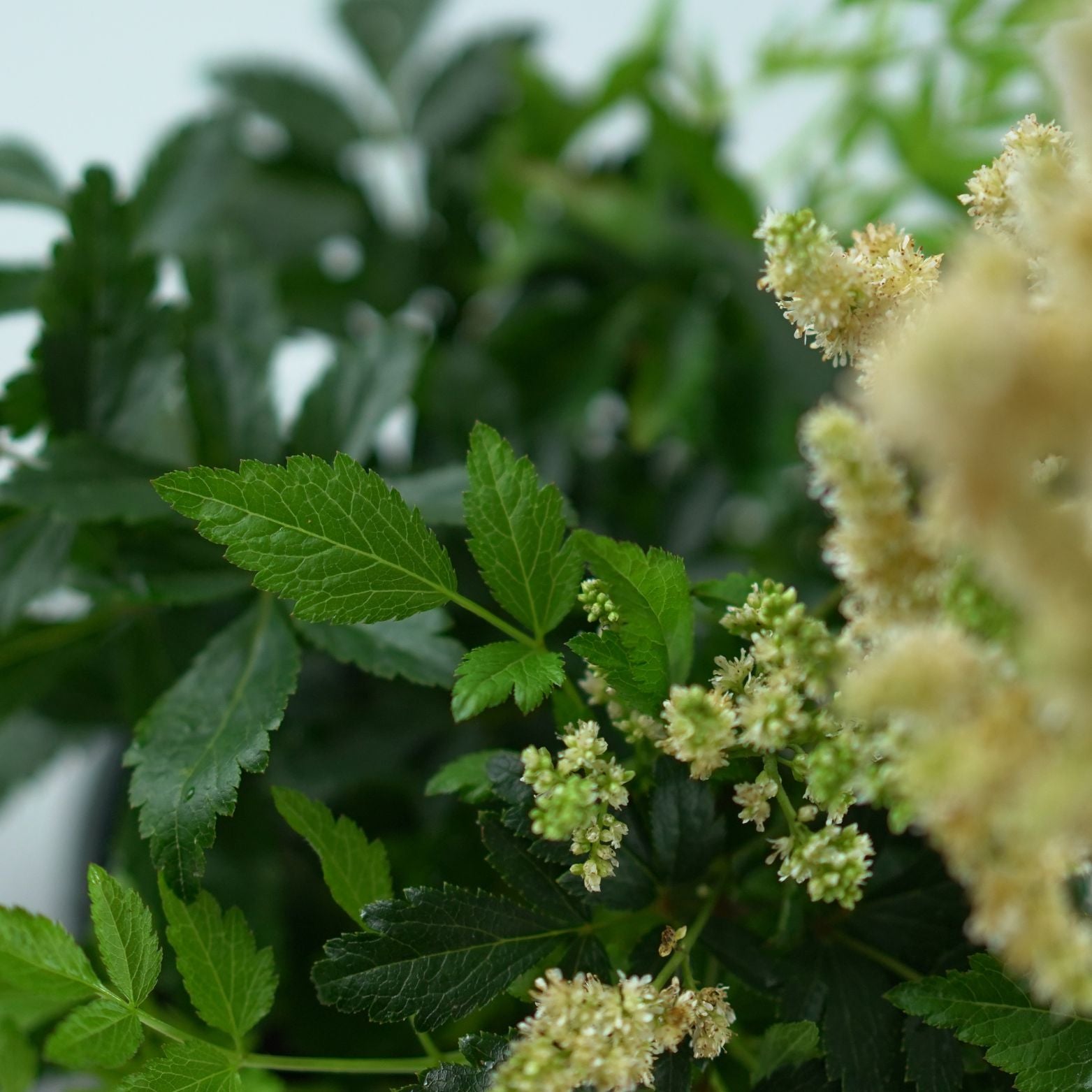 ASTILBE Tawułka