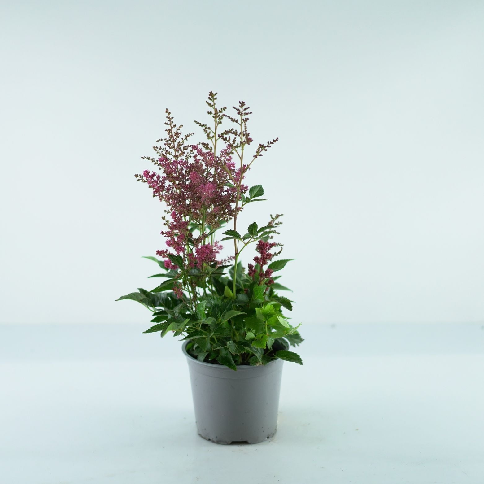 ASTILBE Tawułka
