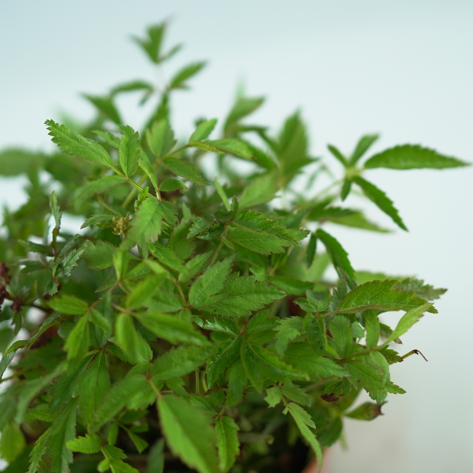 ASTILBE 'ASTARY ROSE' Tawułka