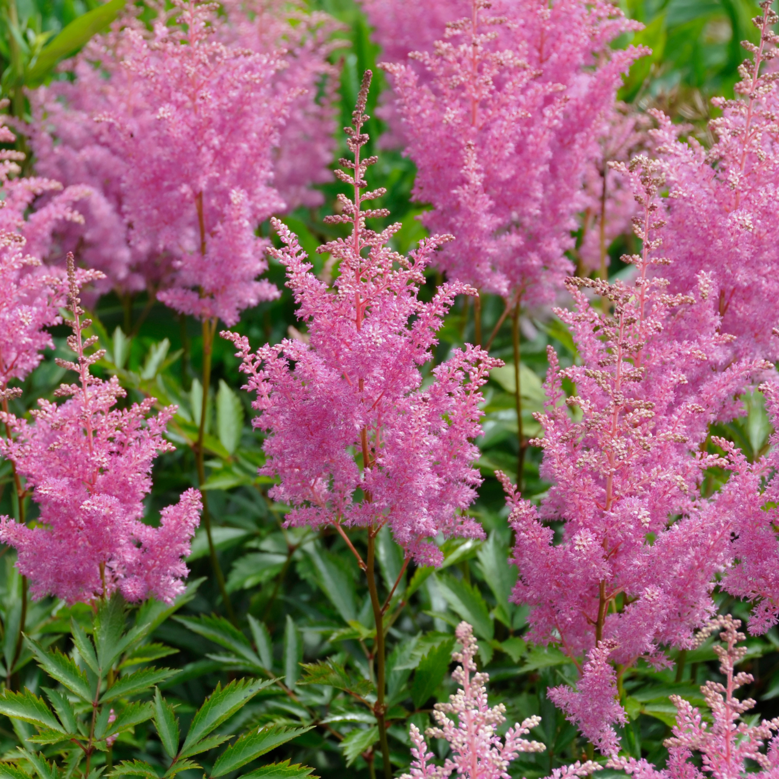 ASTILBE 'ASTARY ROSE' Tawułka