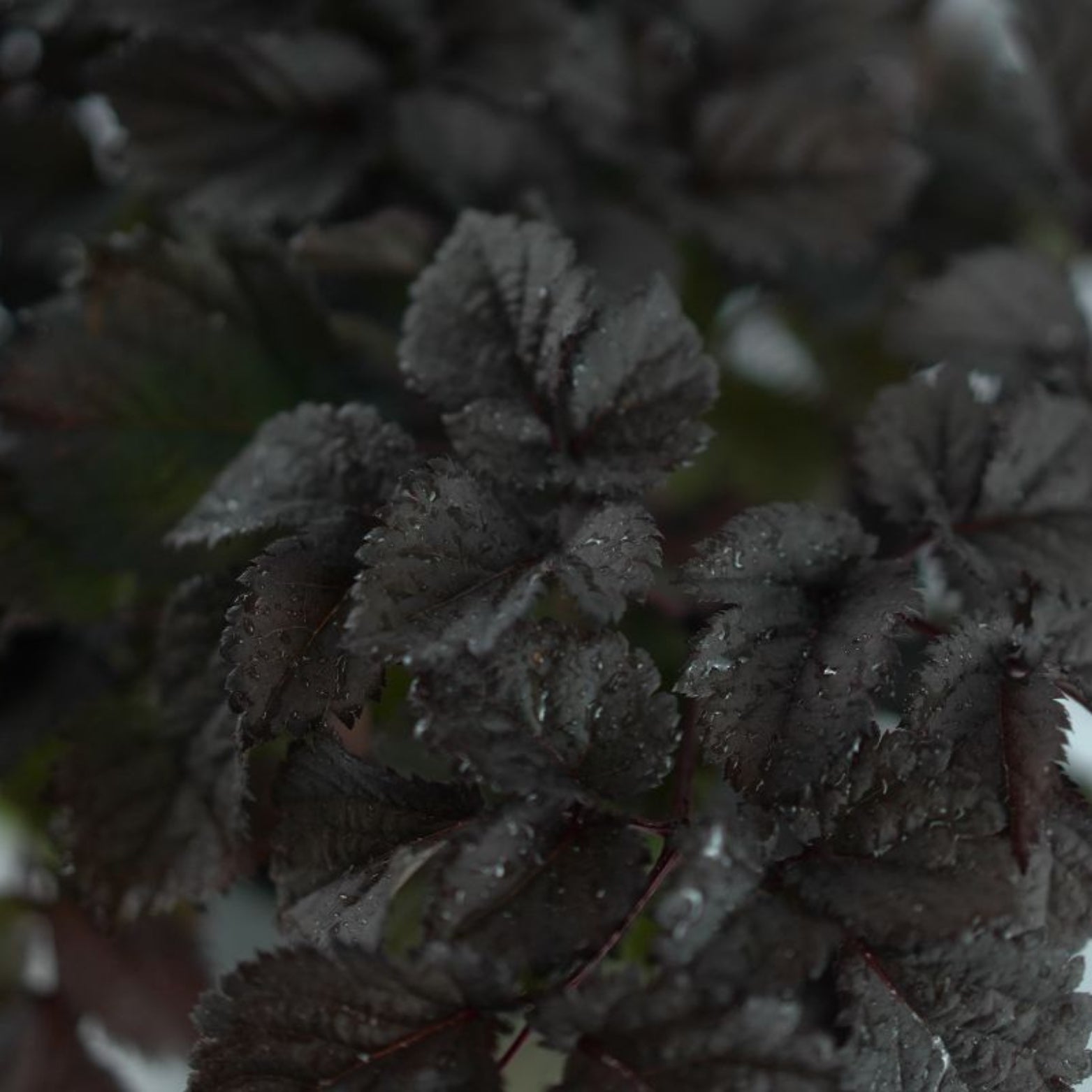 ASTILBE 'Dark Side Moon' Tawułka