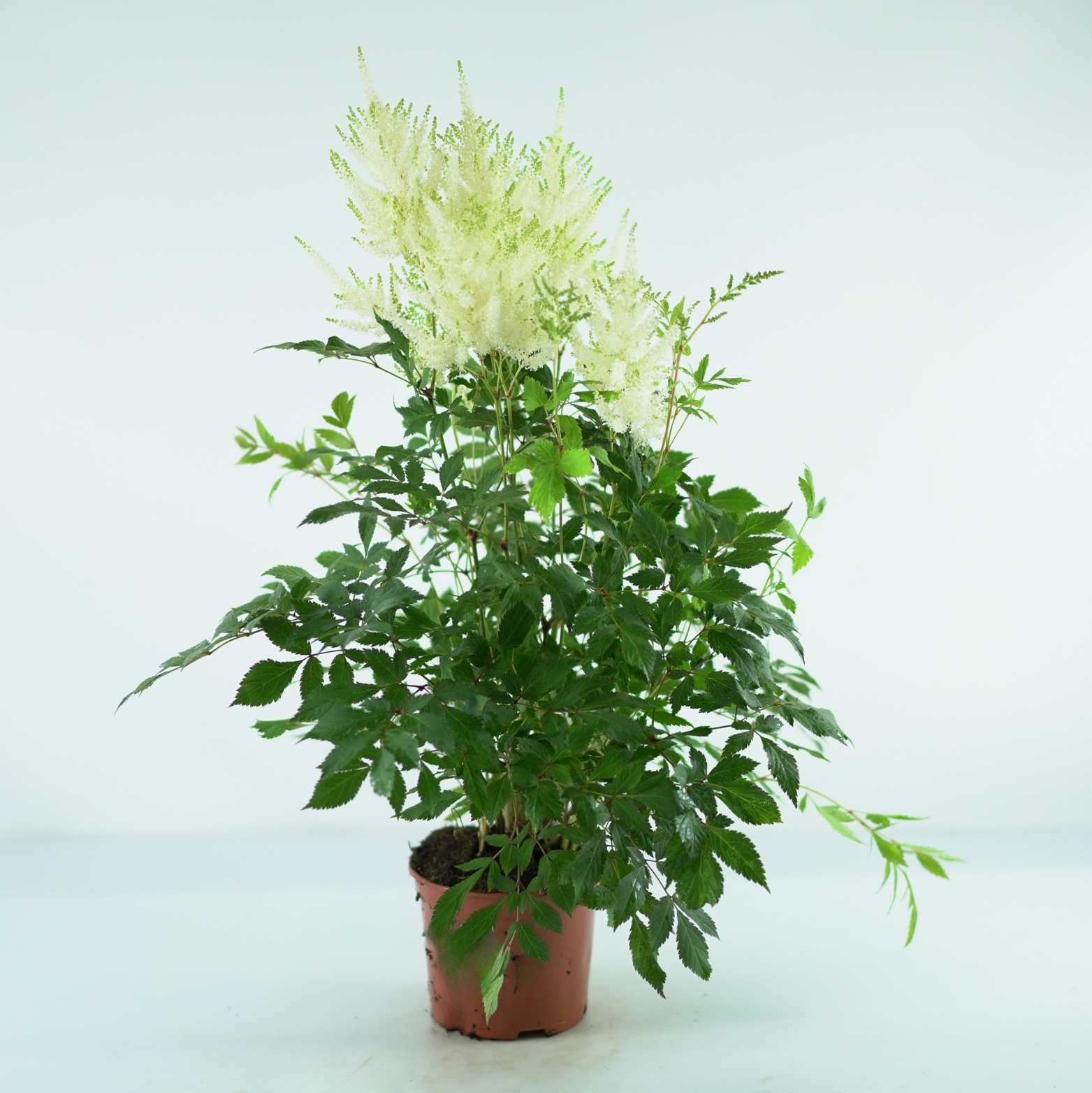 ASTILBE 'MOJITO' Tawułka