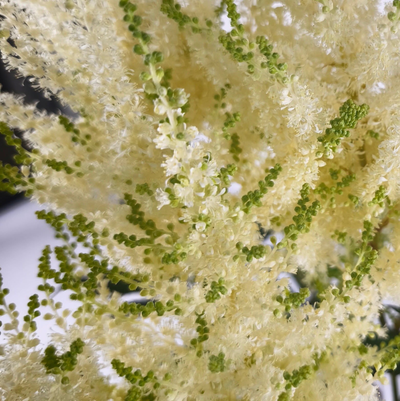 ASTILBE 'MOJITO' Tawułka