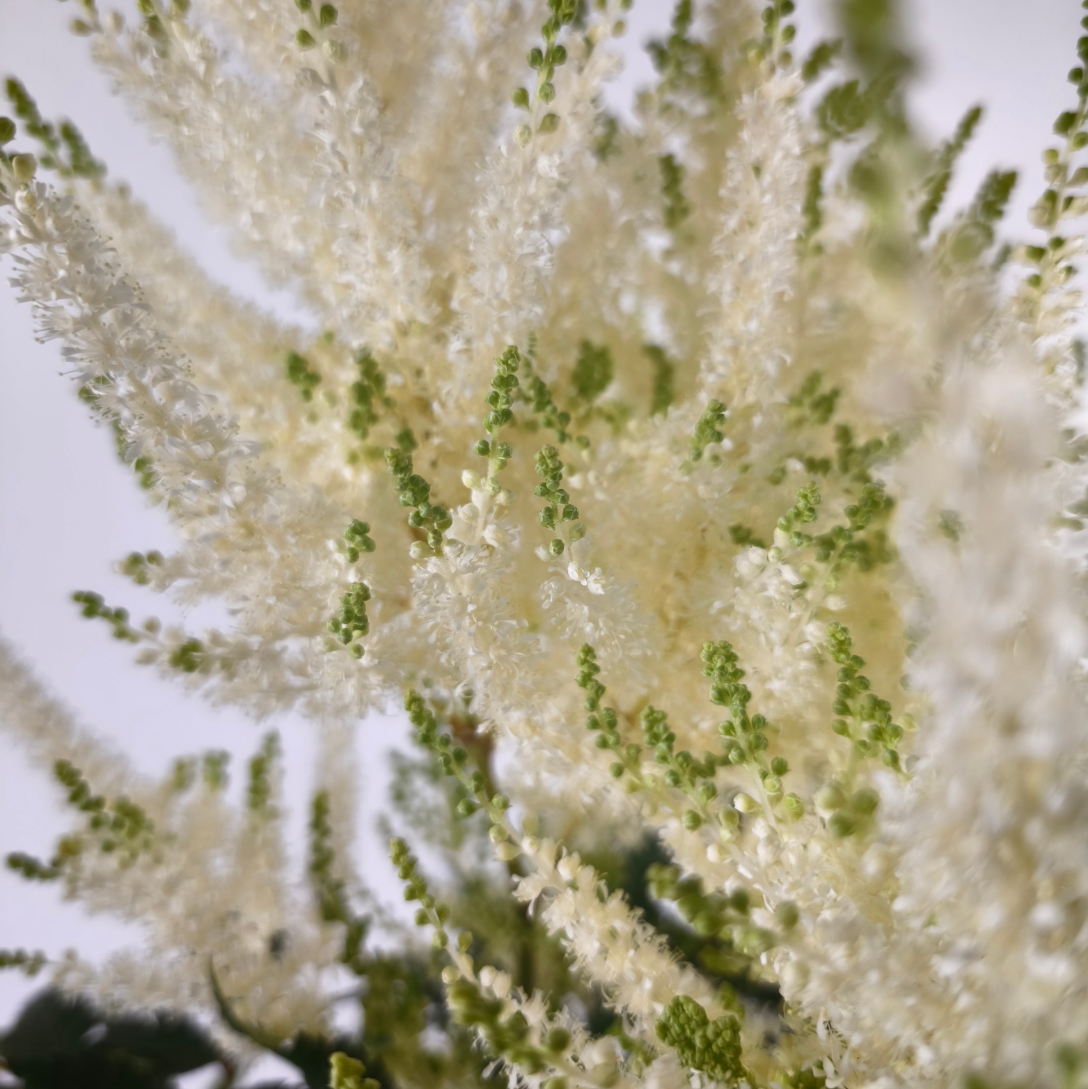 ASTILBE 'MOJITO' Tawułka