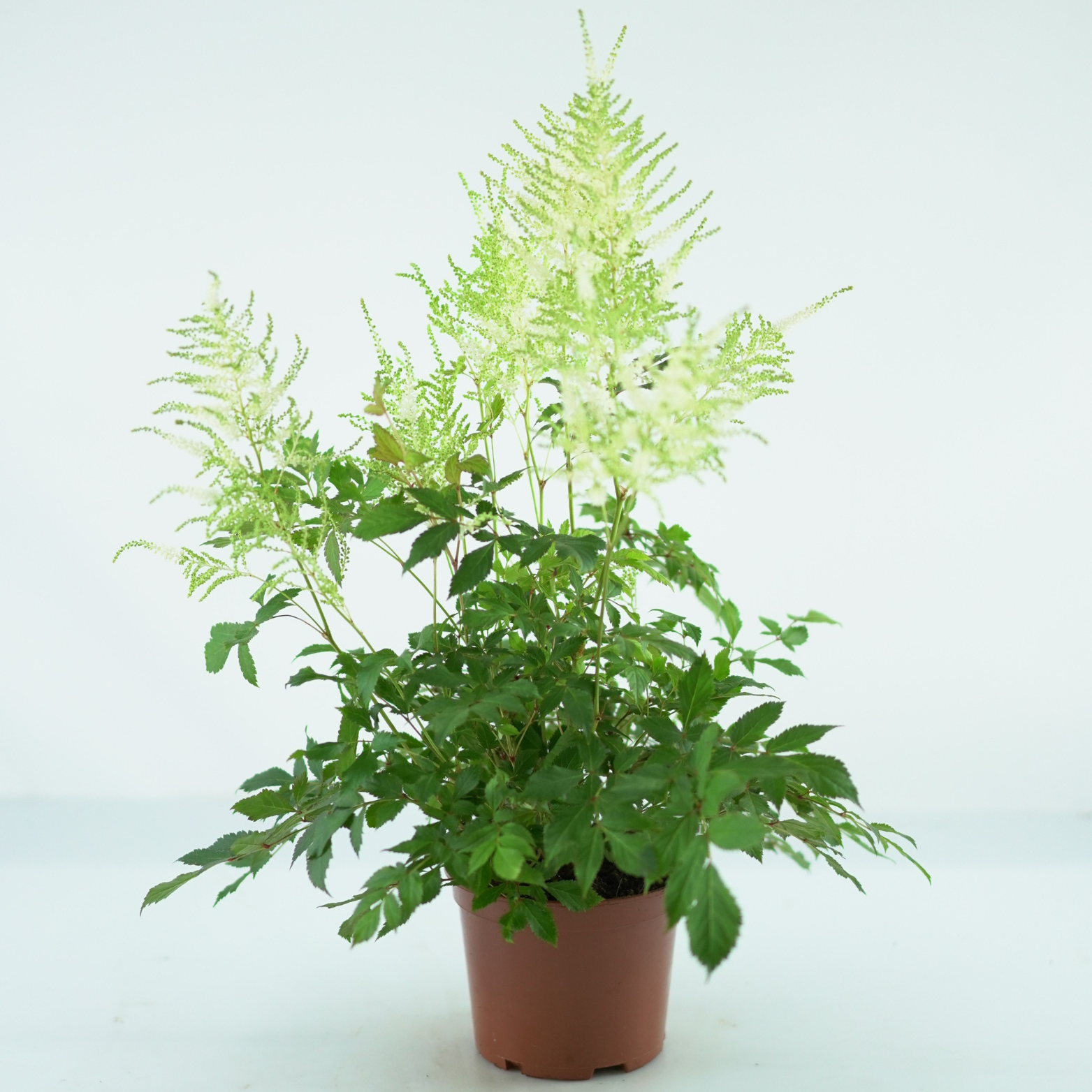 ASTILBE 'MOJITO' Tawułka