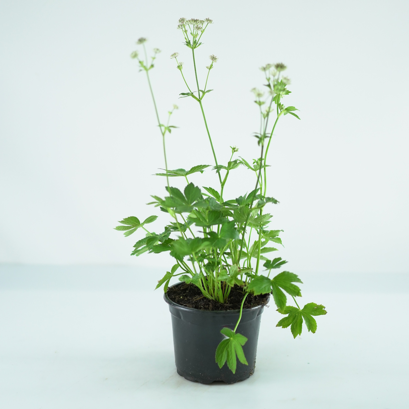 ASTRANTIA MAJOR 'MOONSHINE' Jarzmianka większa