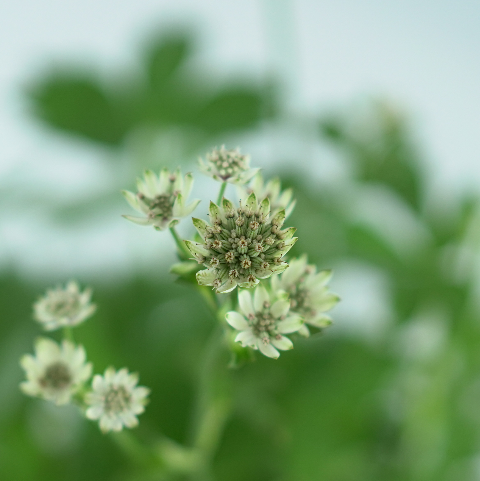 ASTRANTIA MAJOR 'MOONSHINE' Jarzmianka większa