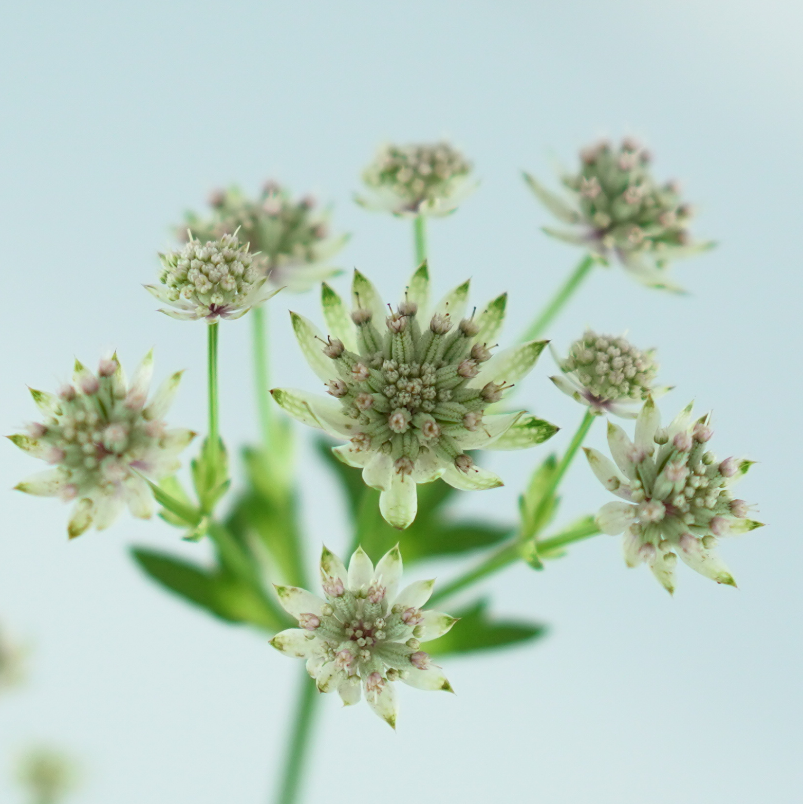 ASTRANTIA MAJOR 'MOONSHINE' Jarzmianka większa