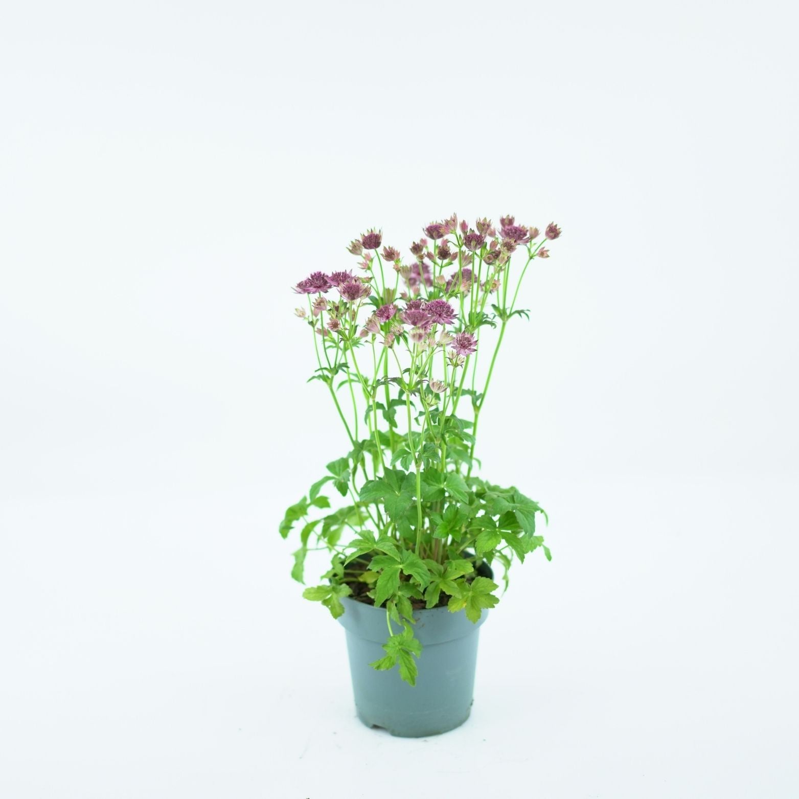 ASTRANTIA MAJOR Jarzmianka większa